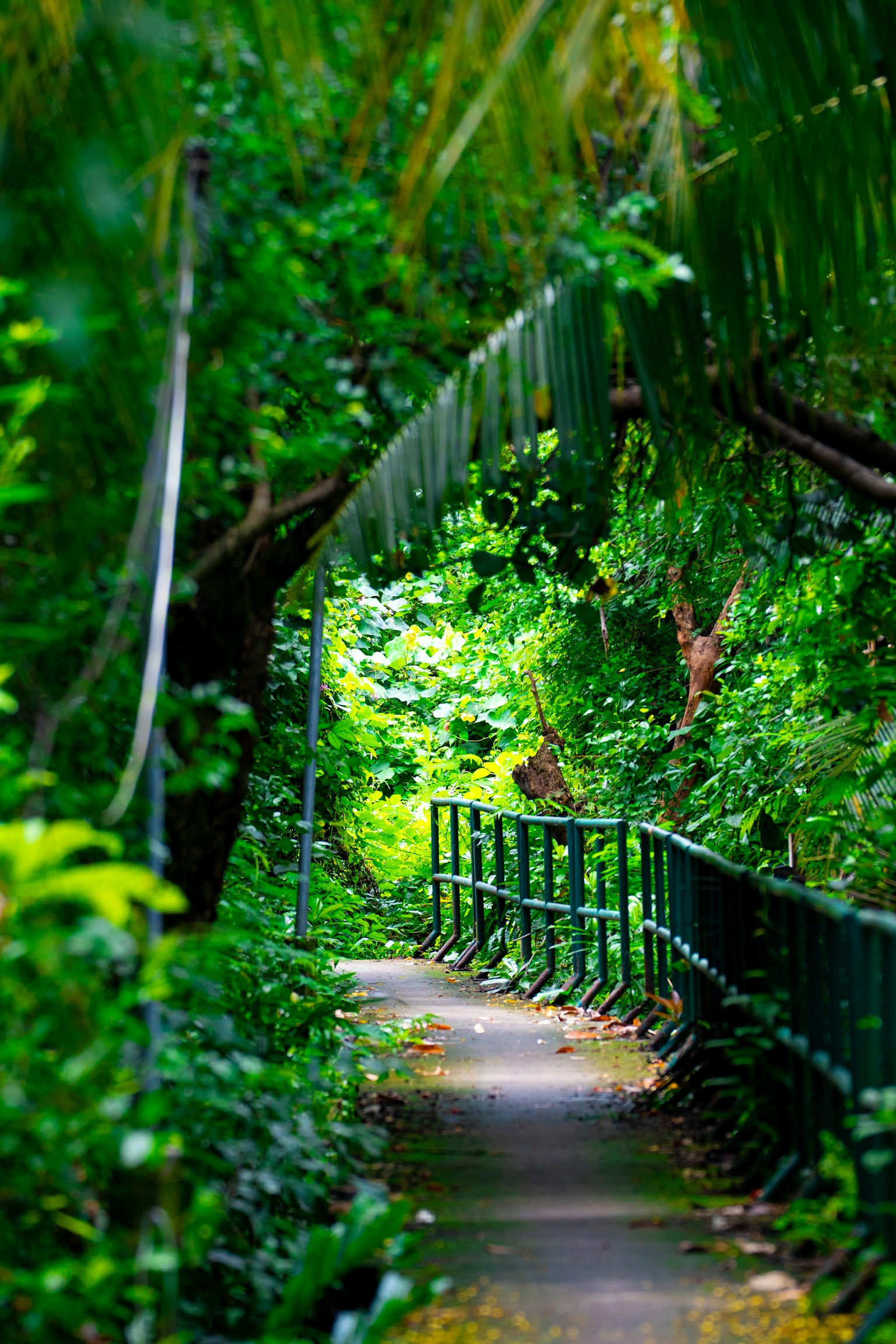 Quiet pathway surrounded by lush greenery and a wooden bridge
