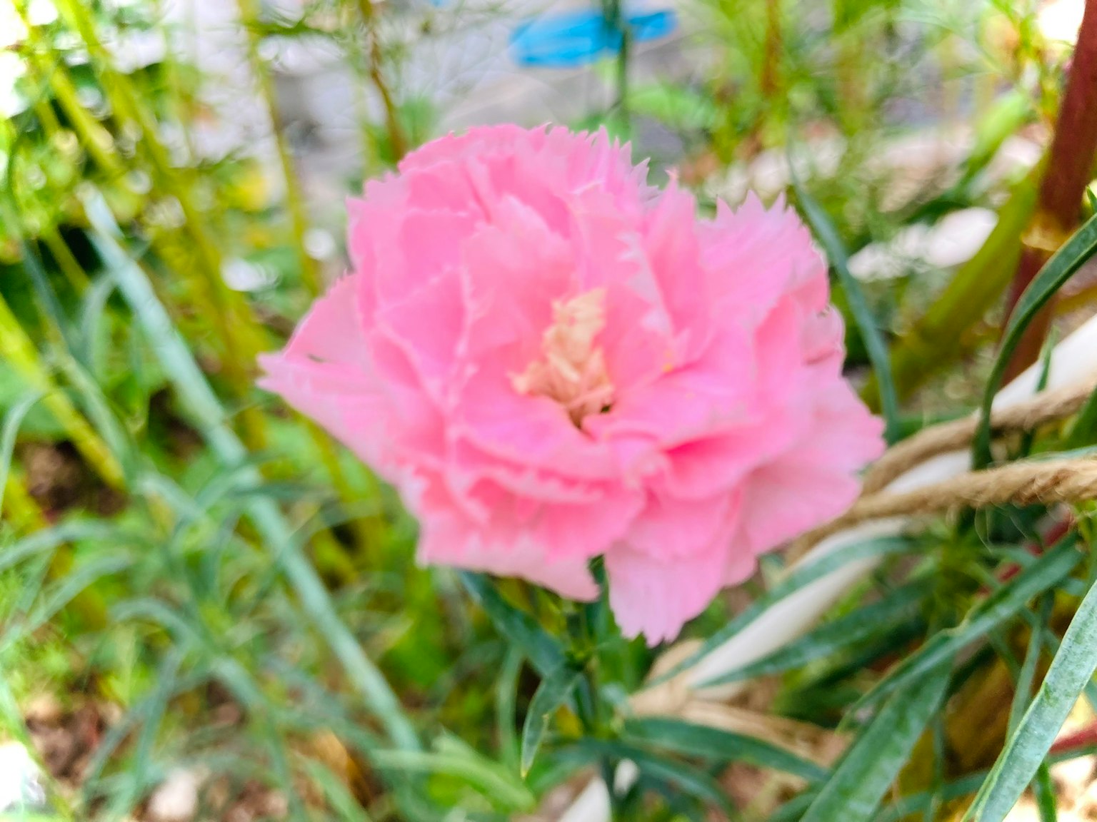 Eine rosa Blume blüht zwischen grünen Blättern