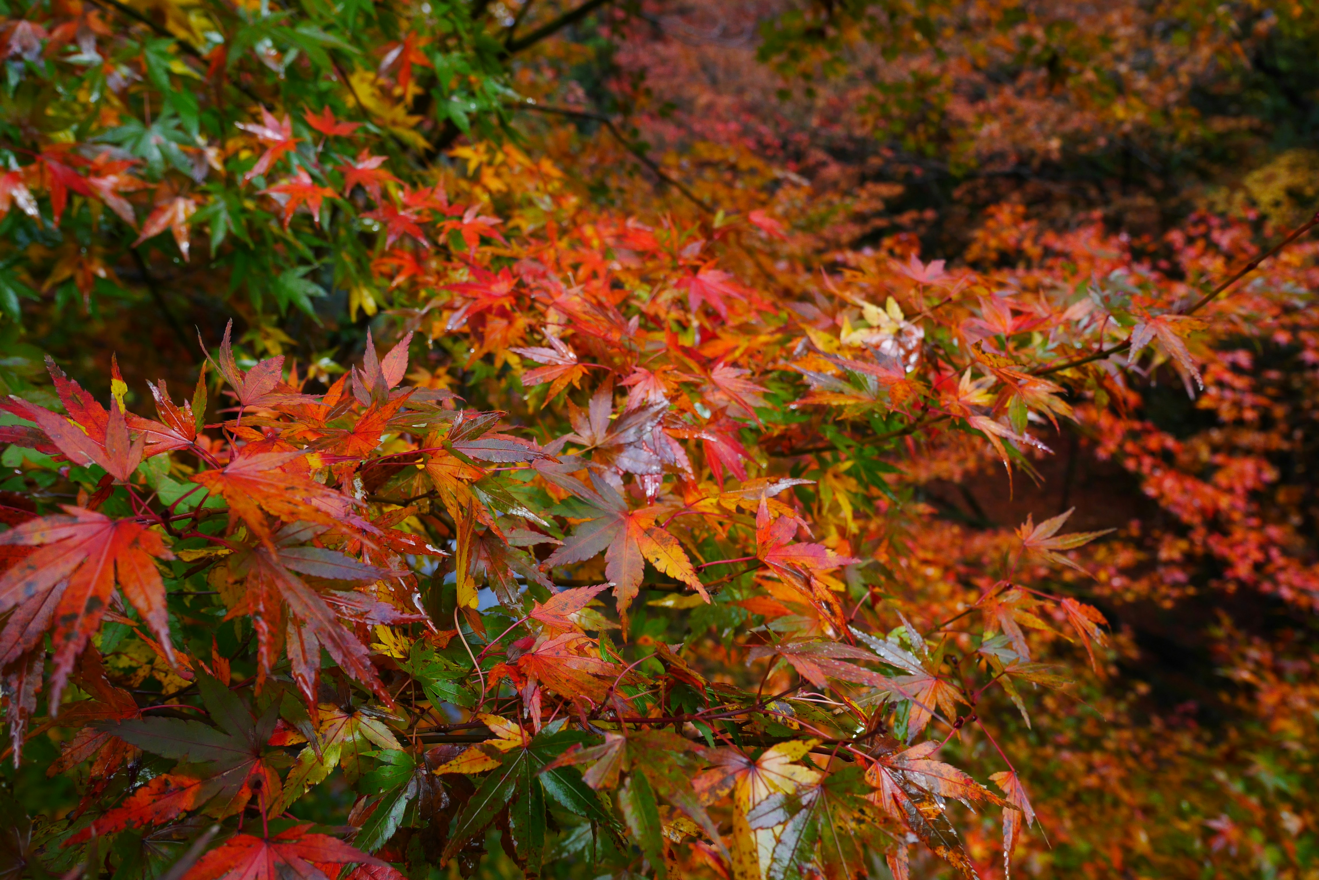 Herbstliche Ahornblätter und Zweige in warmen Farben