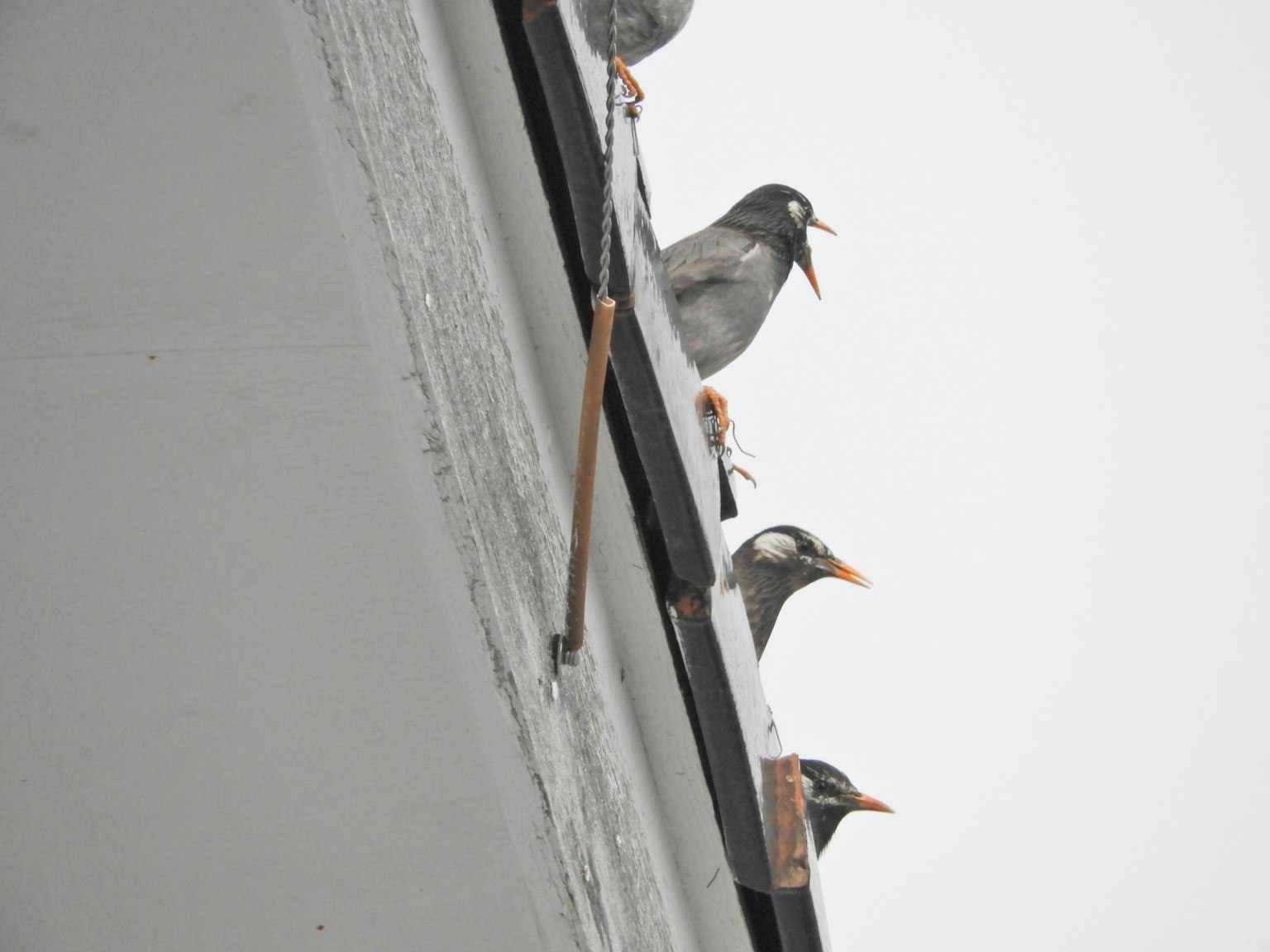 幾隻小鳥站在屋頂邊緣灰色和橙色調的寒冷季節氛圍