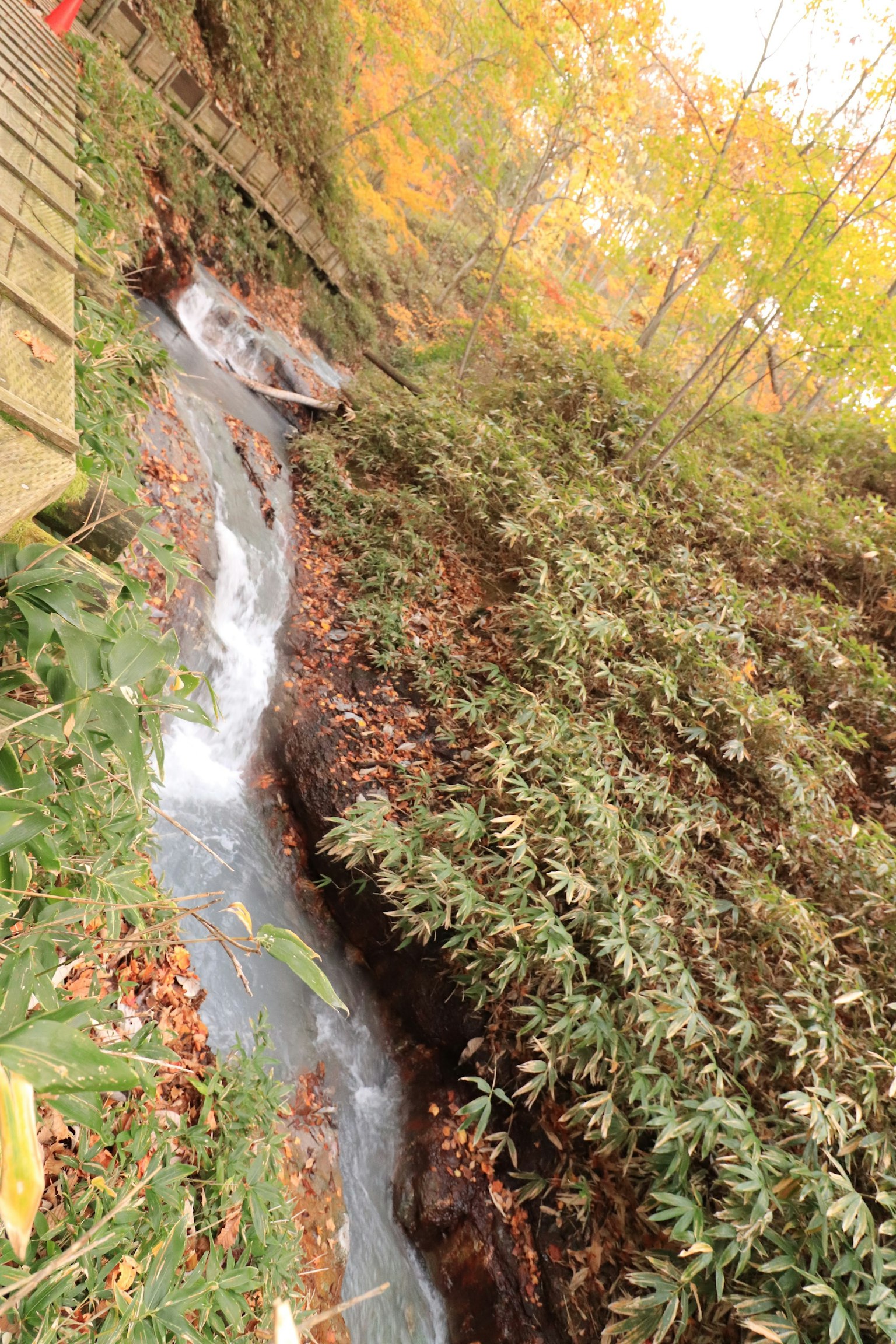 Un arroyo que fluye a través de un paisaje con plantas verdes y hojas de otoño un puente de madera es visible