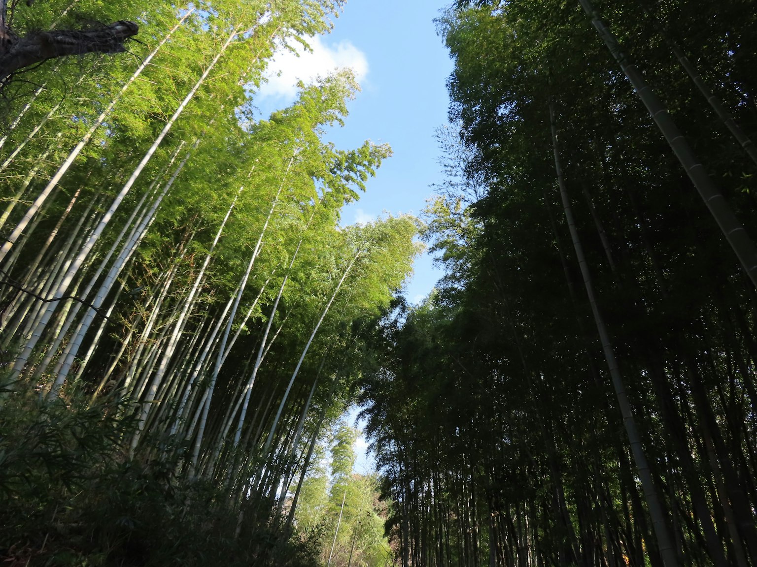 A view of tall bamboo trees stretching towards the blue sky in a bamboo forest