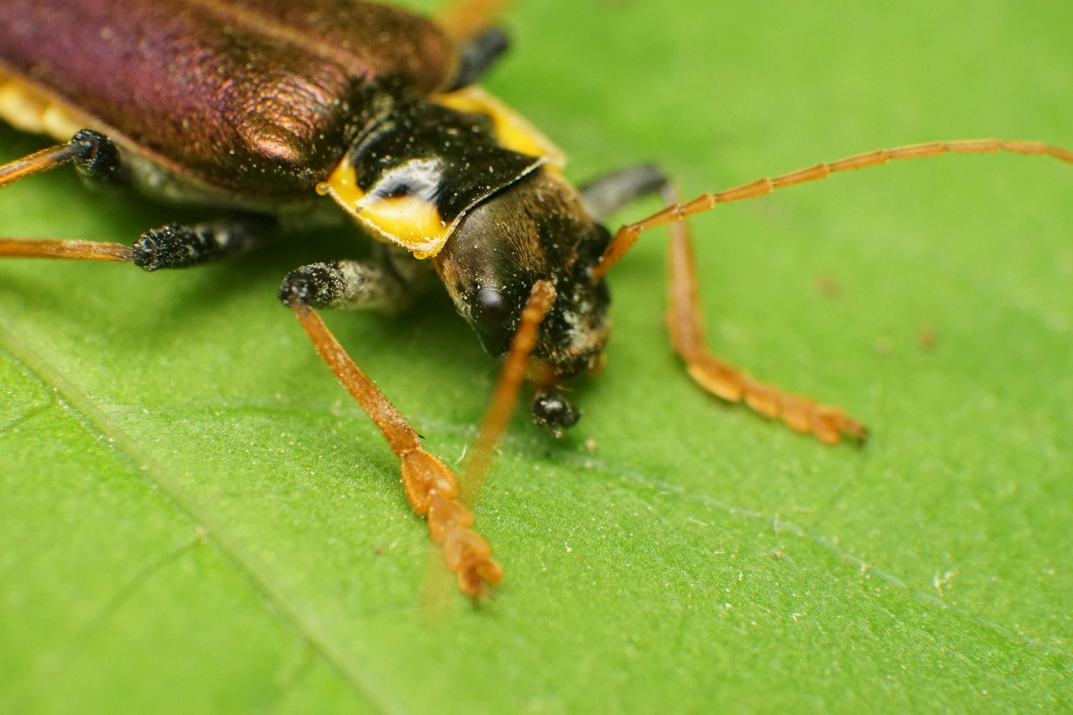 Close-up image of an insect on a green leaf