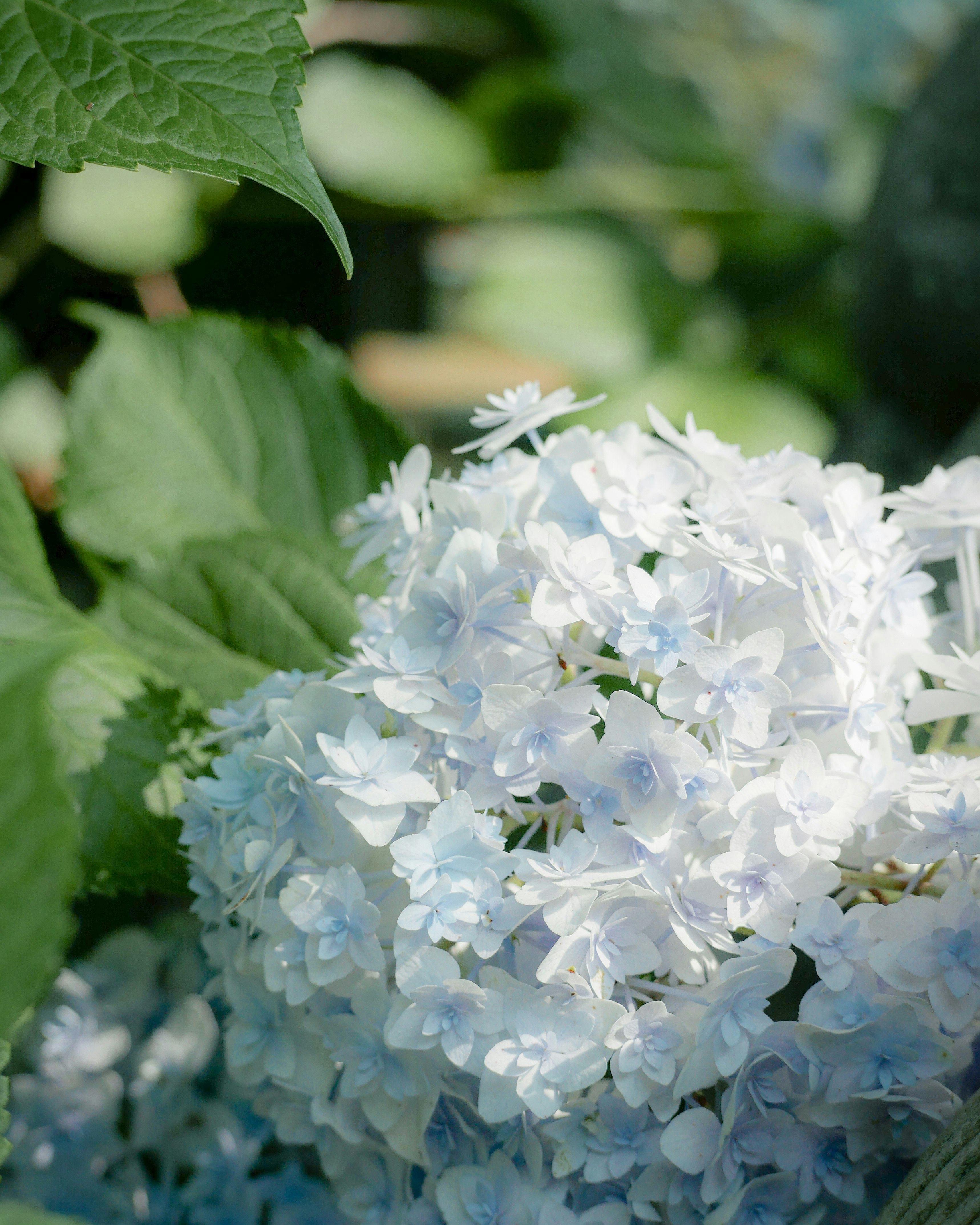 白い紫陽花の花房が葉に囲まれて咲く
