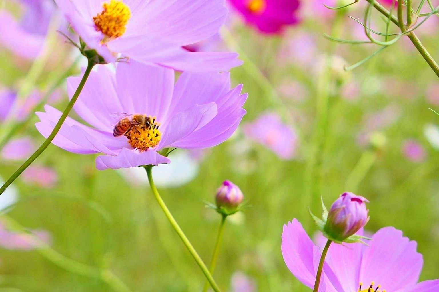 Close-up of light purple cosmos flowers with a bee in a flower field