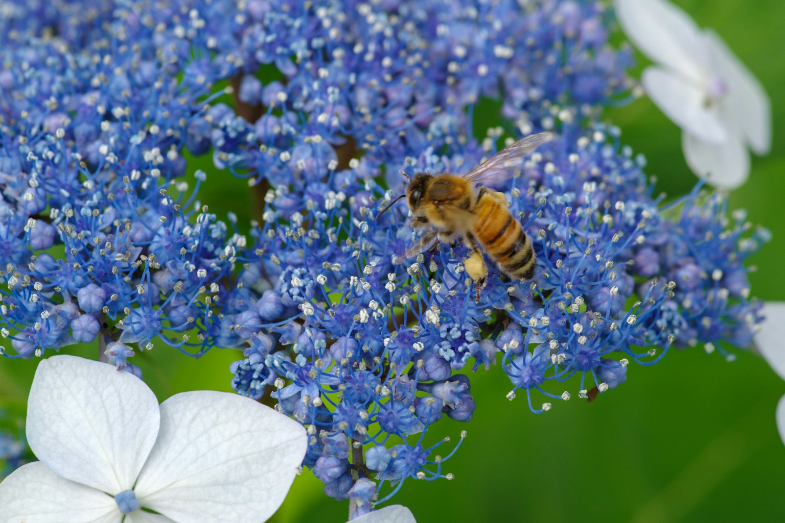 Close-up of a bee on a blue flower