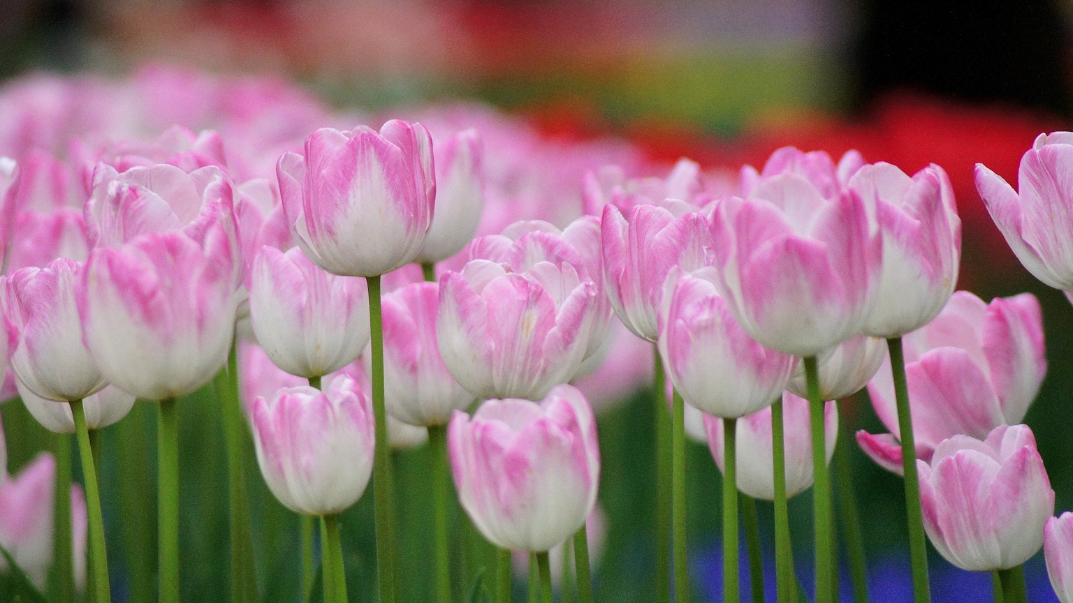 Feld mit blühenden rosa Tulpen in lebhaften Farben