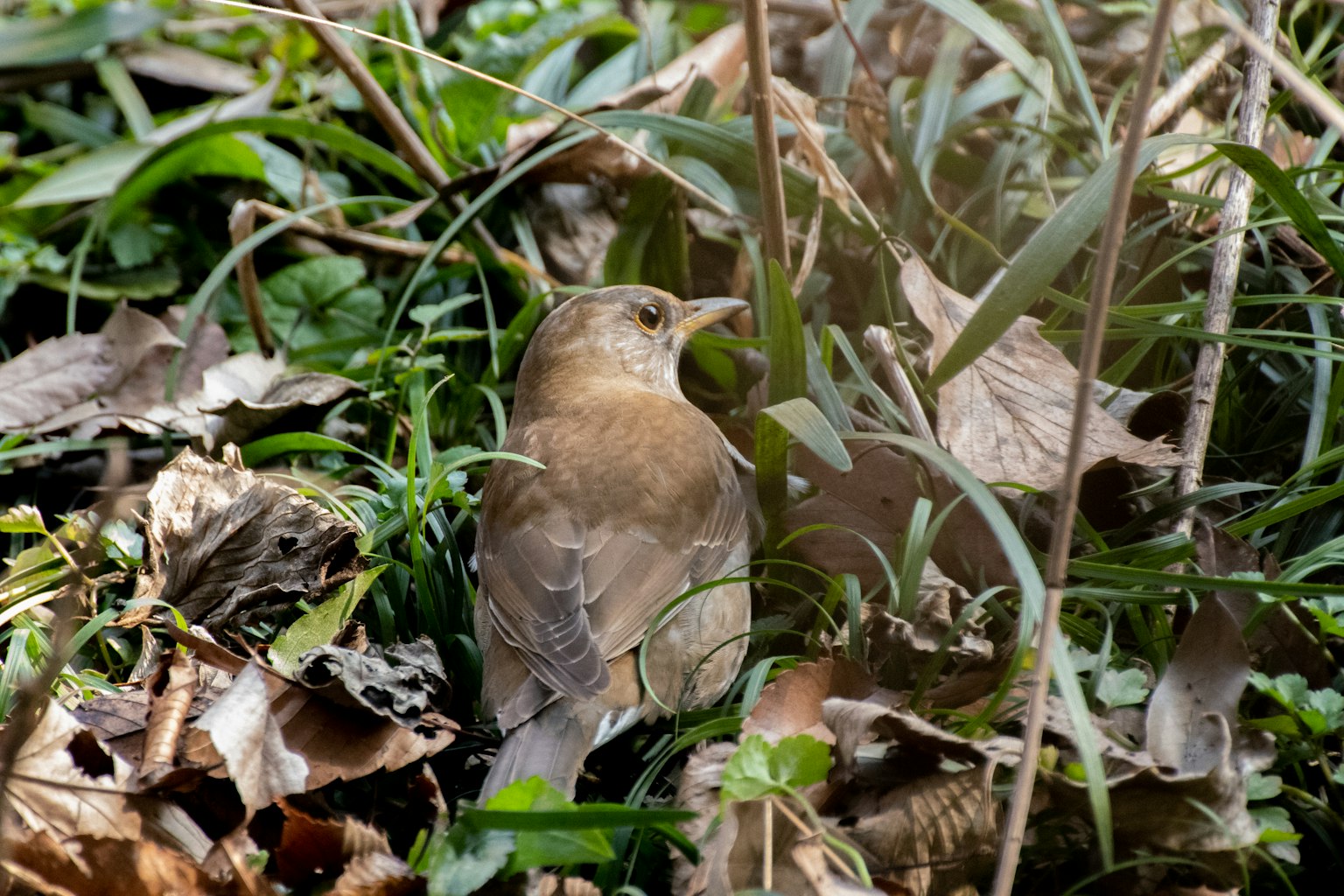 A small bird nestled among grass and leaves