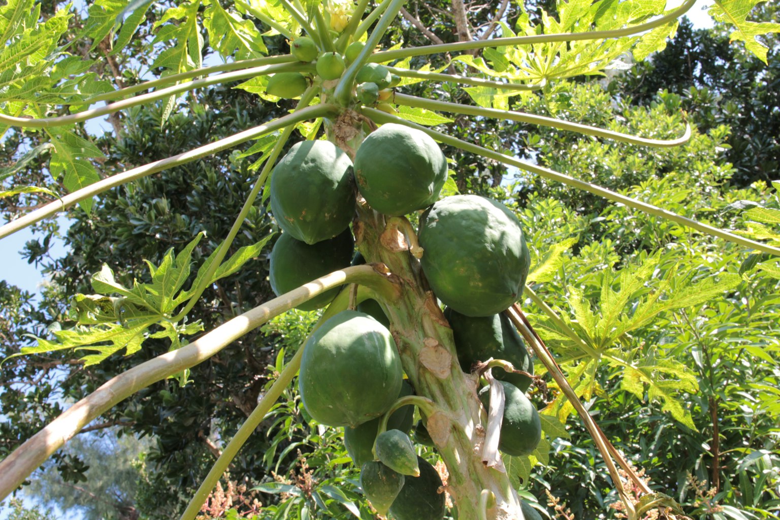 Frutti di papaya verdi che crescono su un albero