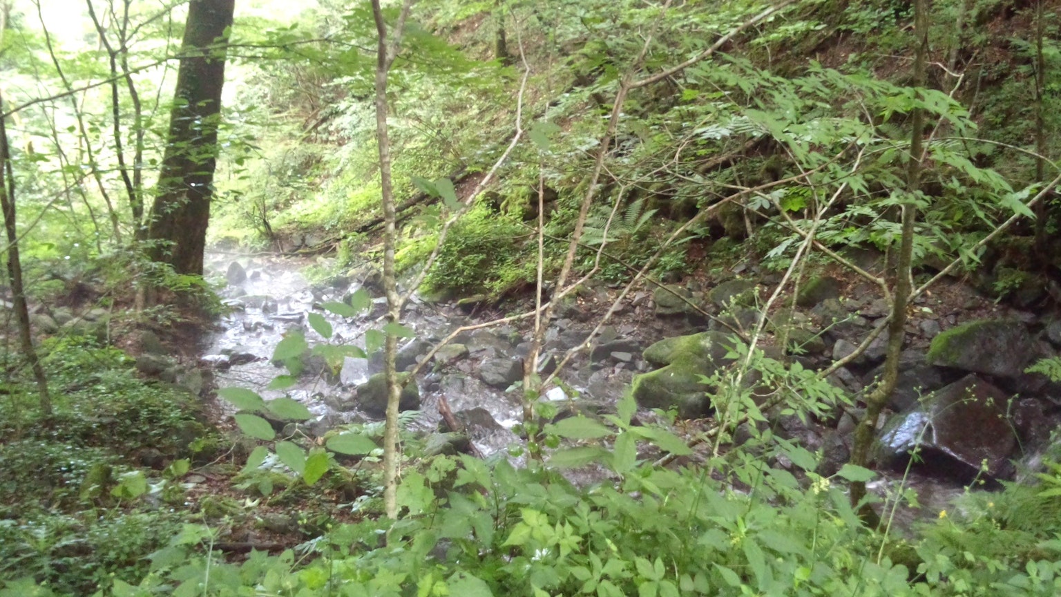 Una vista panoramica di un piccolo ruscello che scorre attraverso una foresta lussureggiante