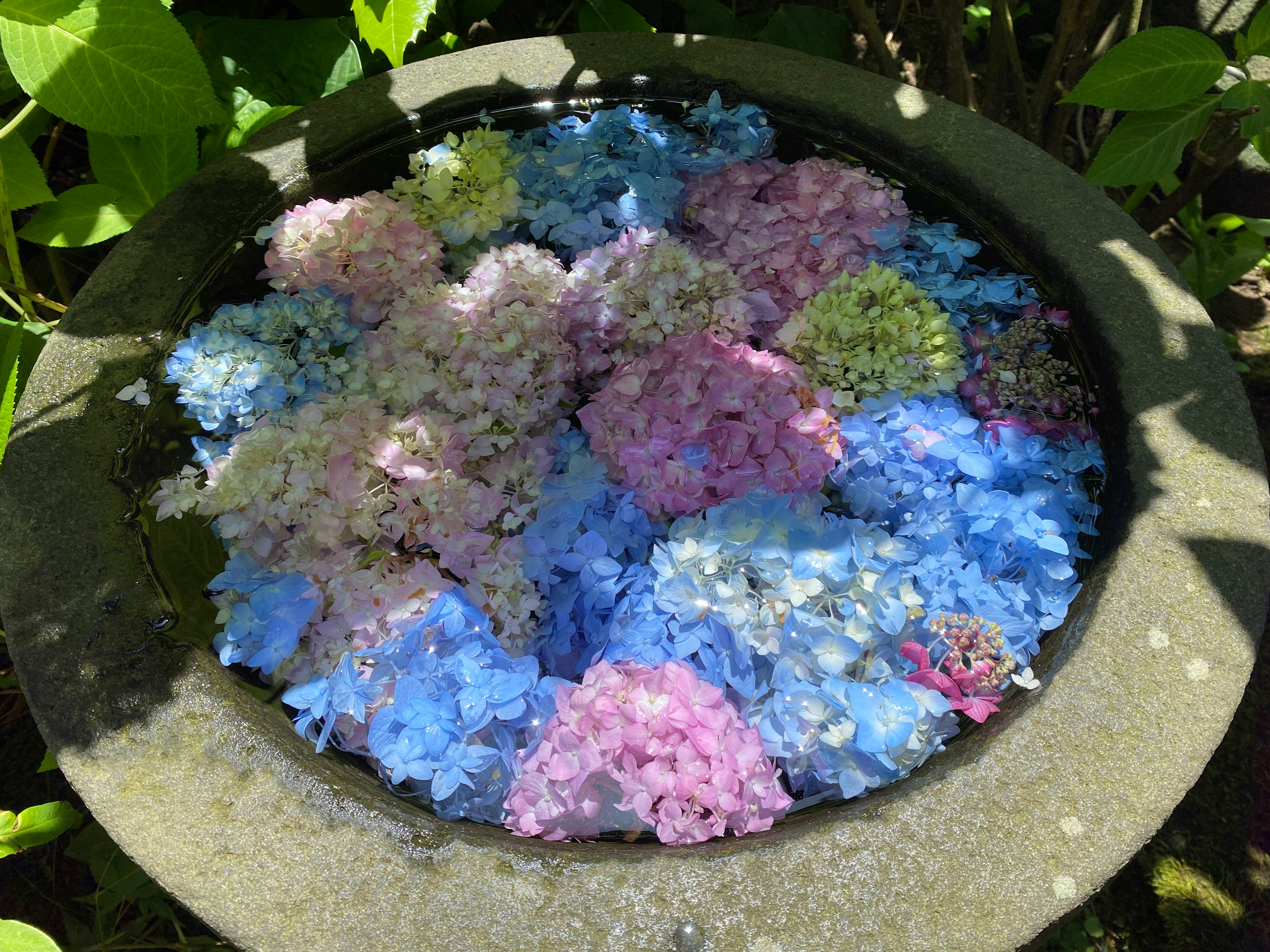 花びらの色とりどりのアジサイが浮かぶ花手水のような花鉢の上面
