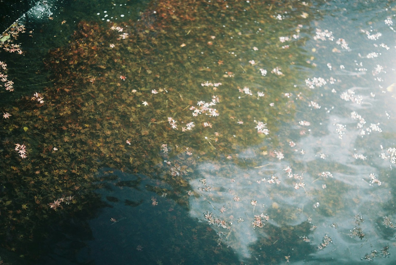 Superficie dell'acqua coperta di piccoli petali e foglie