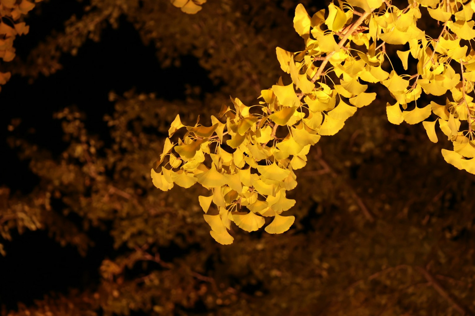 Foglie gialle che brillano di notte su uno sfondo scuro