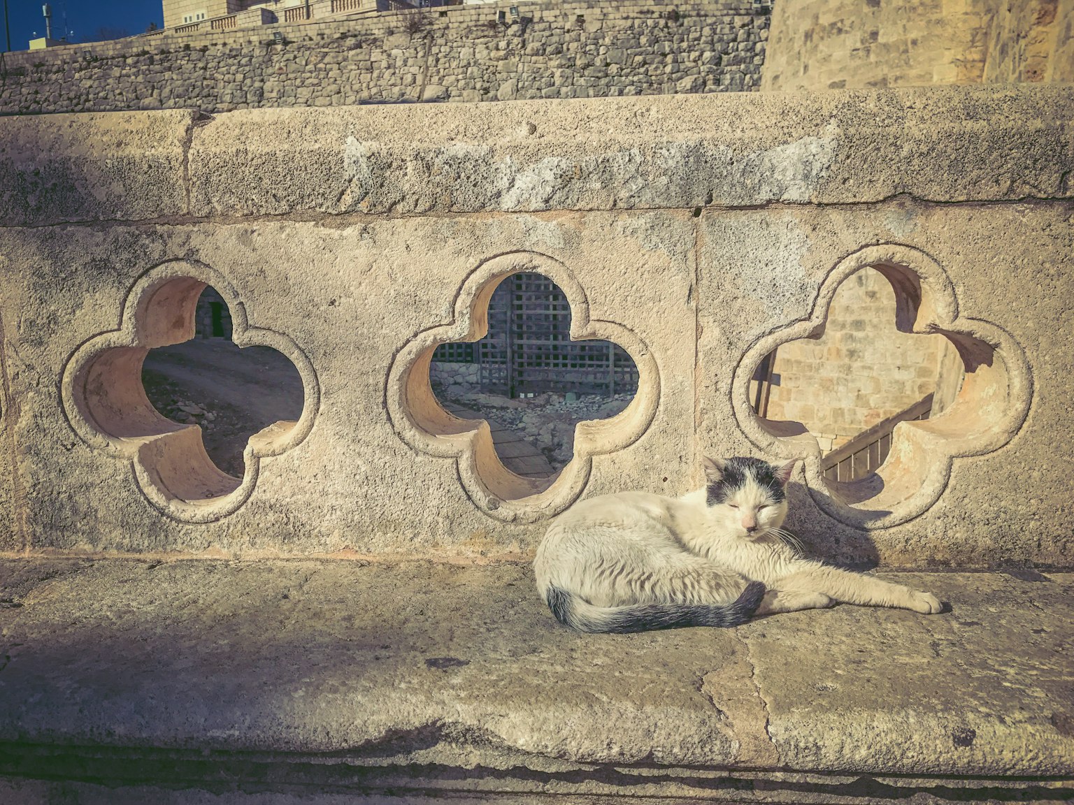 Un gatto bianco e nero che riposa su un muro di pietra con finestre decorative