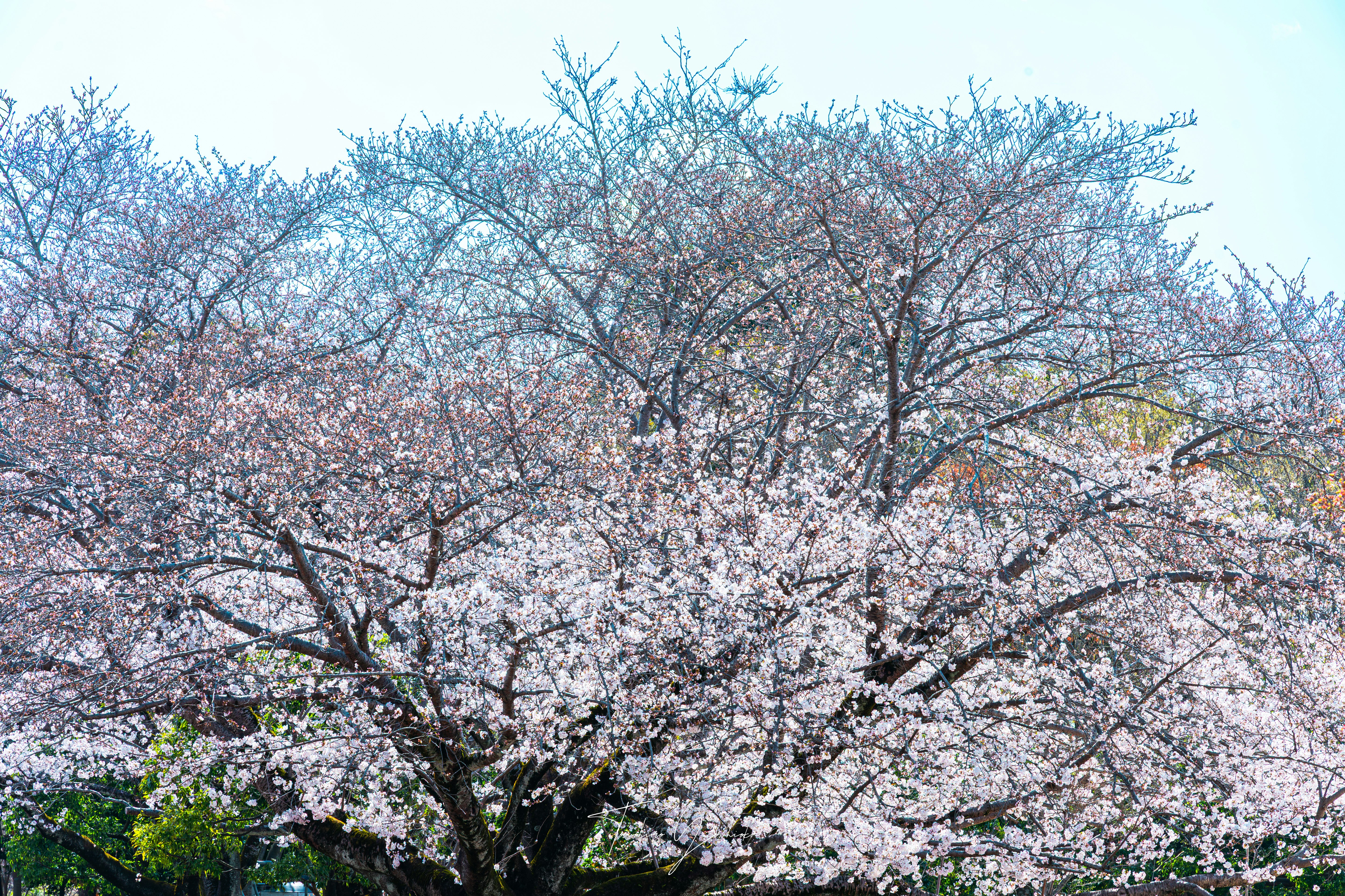 桜の花が満開の並木
