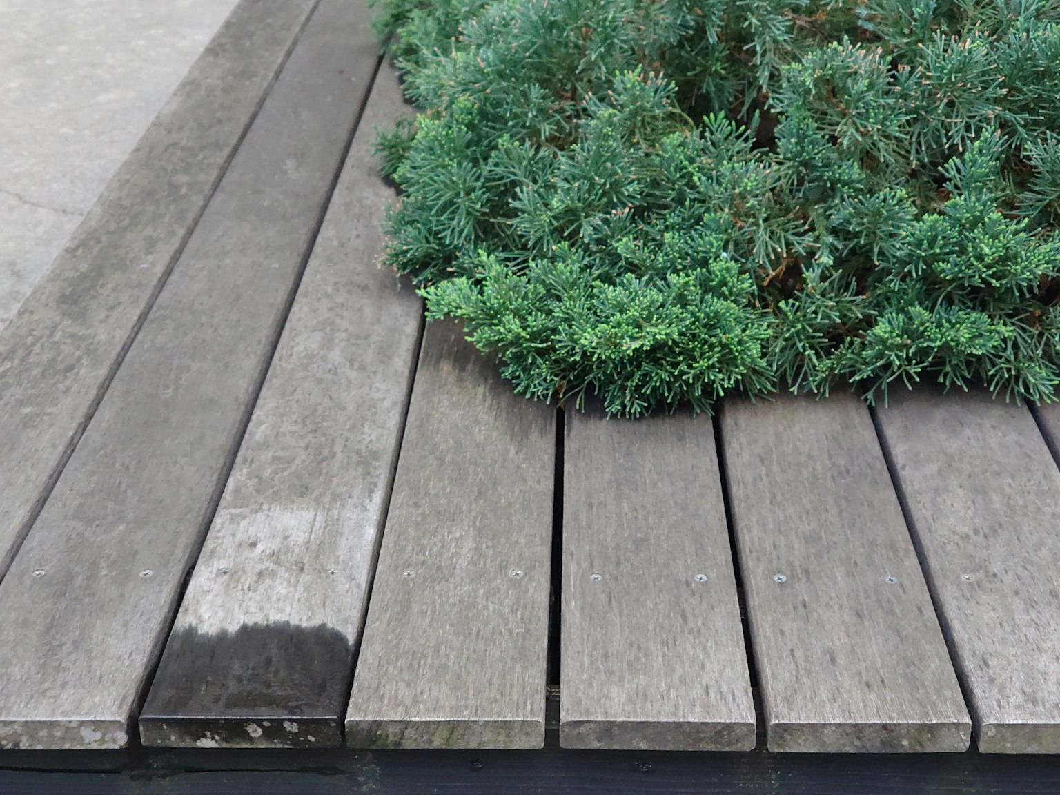 Holzbretter mit üppigem grünem Laub