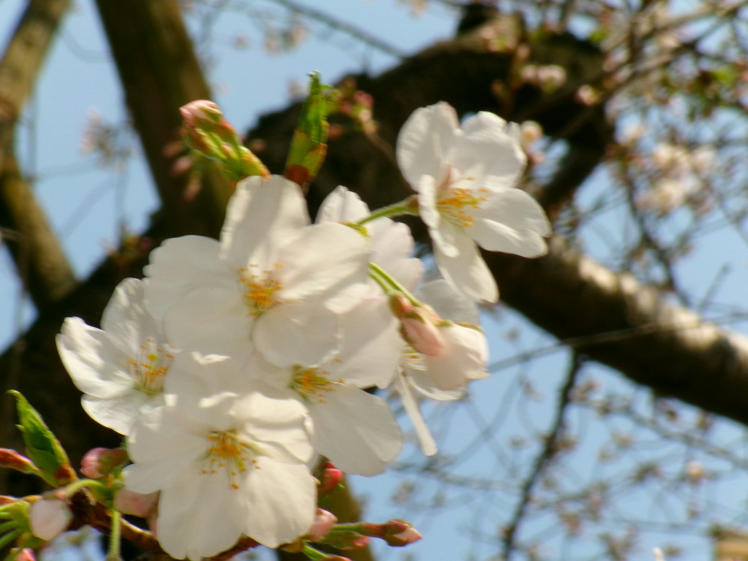 Primo piano di fiori di ciliegio su un ramo d'albero