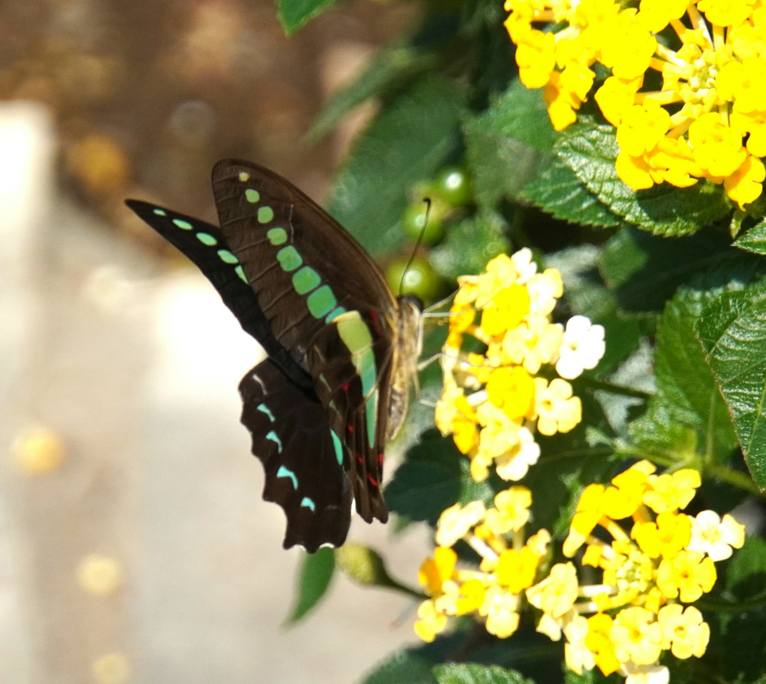 Un papillon noir avec des taches vertes se reposant sur des fleurs jaunes