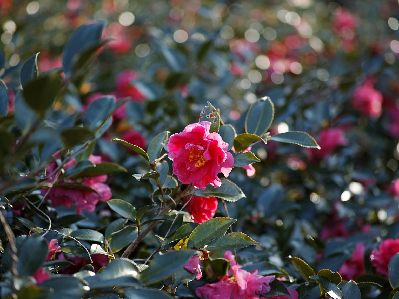 Fiori di camelia rosa vivace tra foglie verdi lussureggianti in un ambiente pittoresco