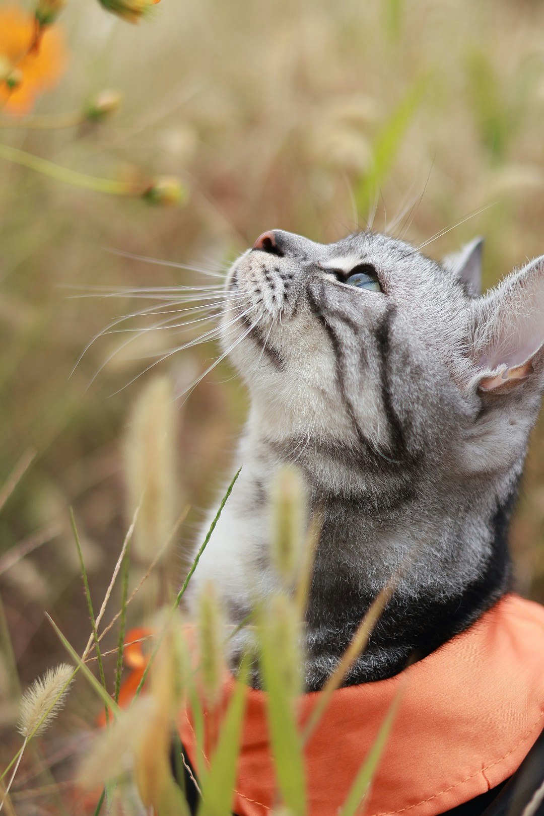 草むらで目を細める猫