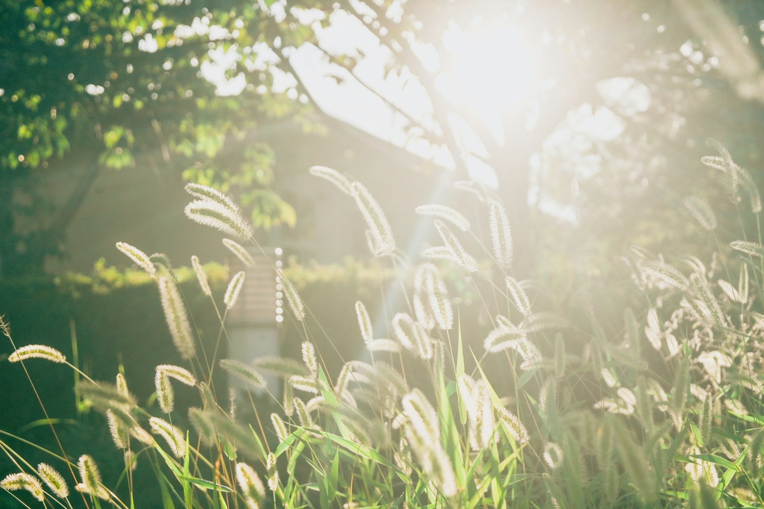 Soft light illuminating green grass and reeds