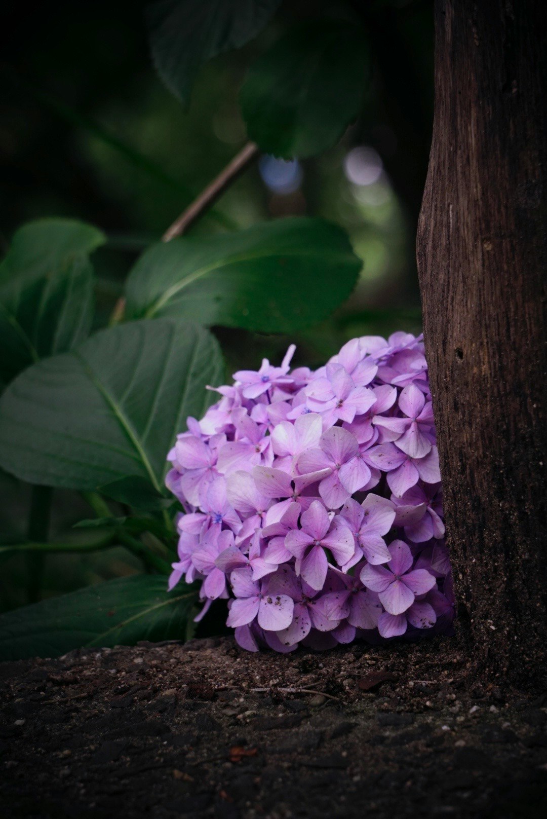 Fleurs d’hortensia près d’un tronc d’arbre dans un jardin