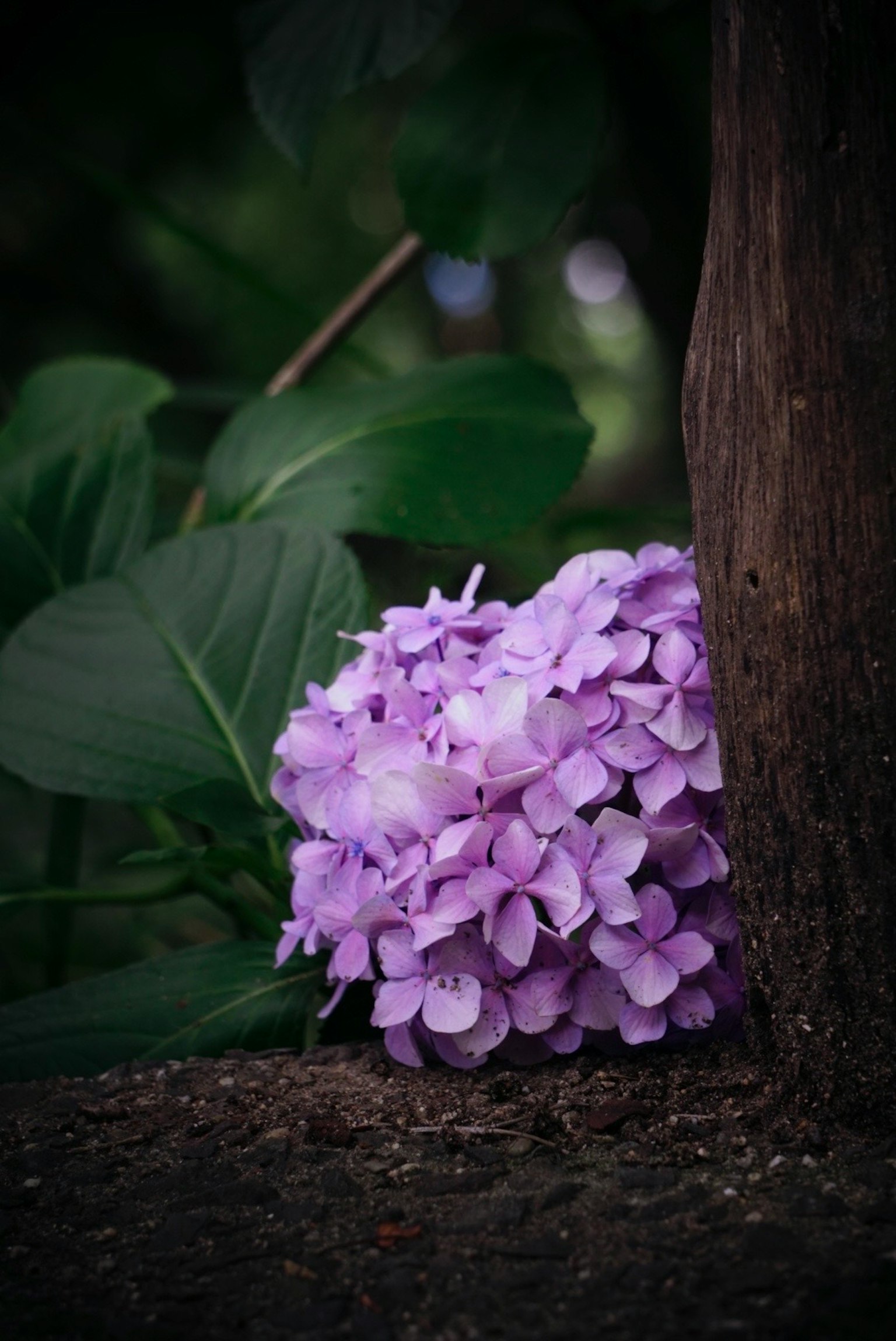 紫色绣球花依偎在树根上