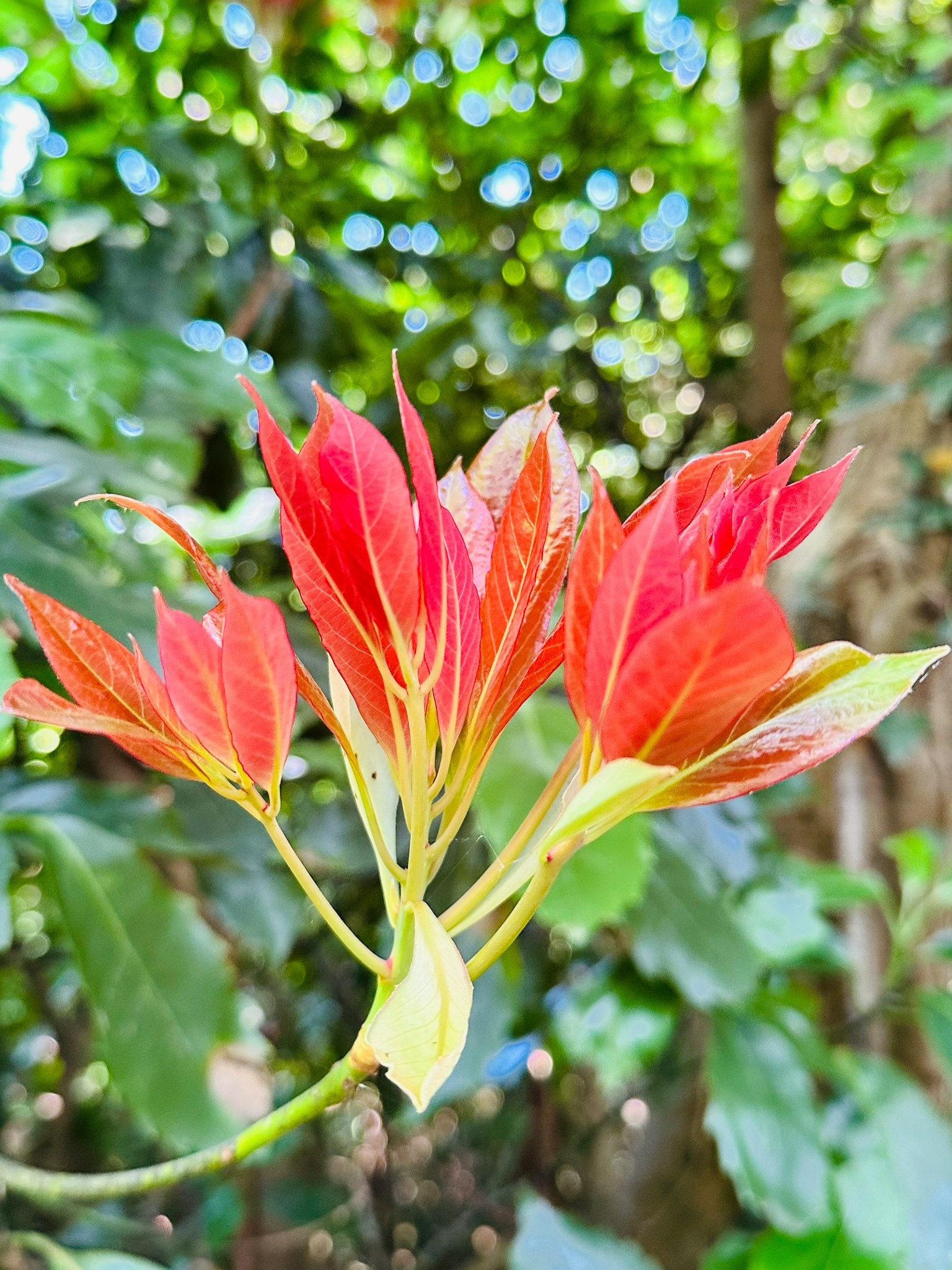 Primo piano di una pianta con foglie rosse vivaci su sfondo verde