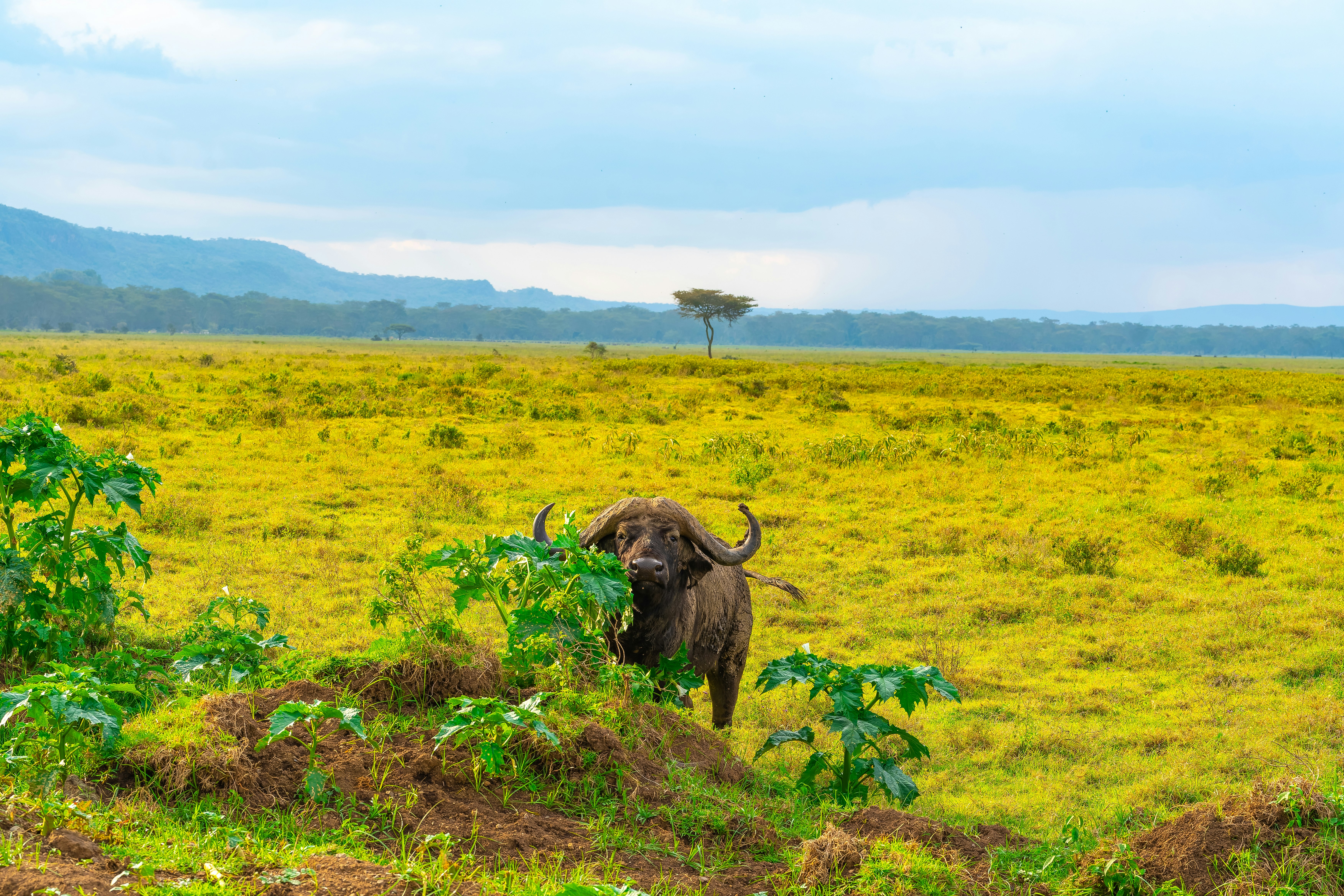 Ein Büffel steht in den Graslandschaften des Lake-Nakuru-Nationalparks, Kenia