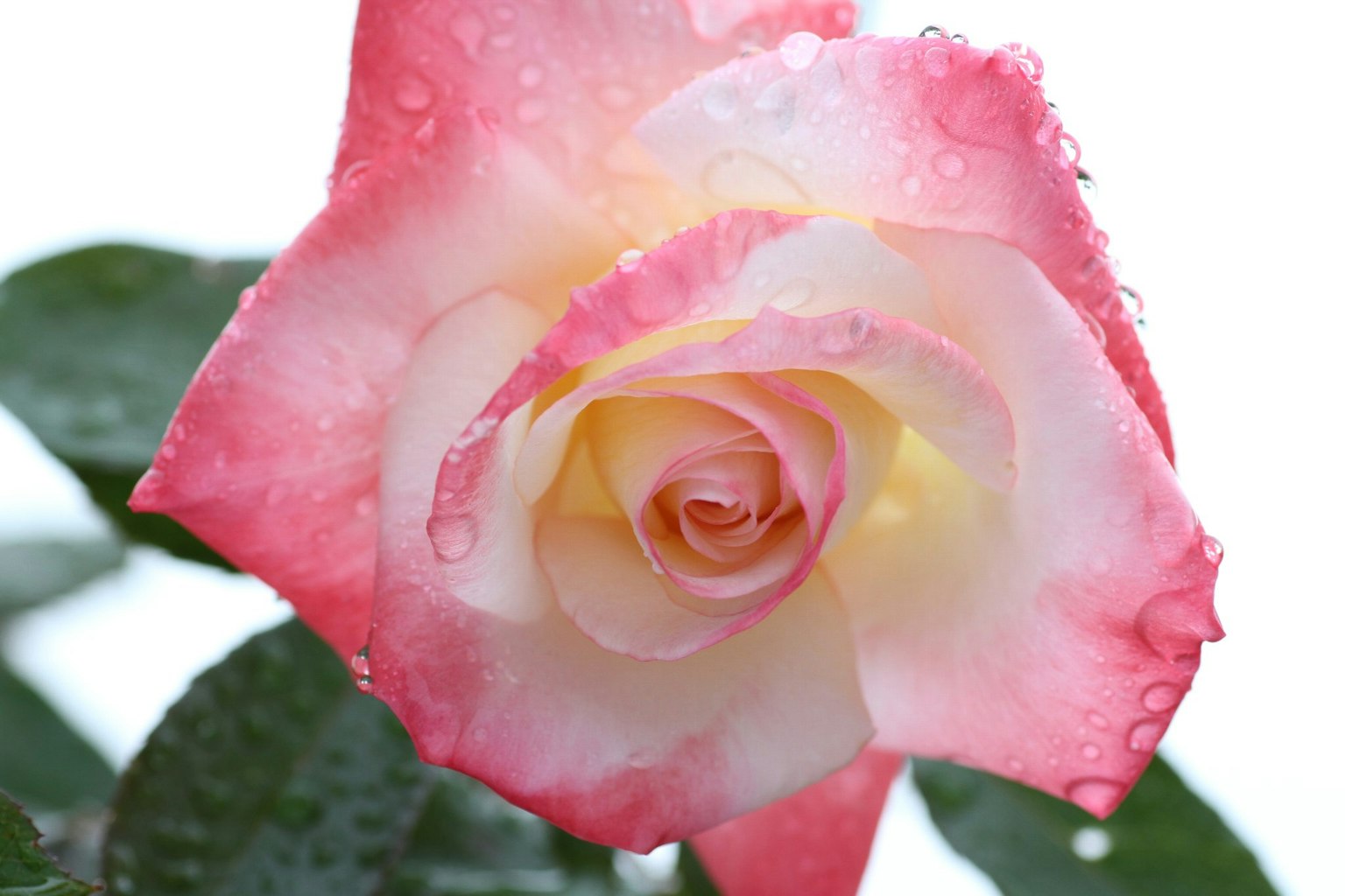 Rose rose et crème avec des gouttes d'eau