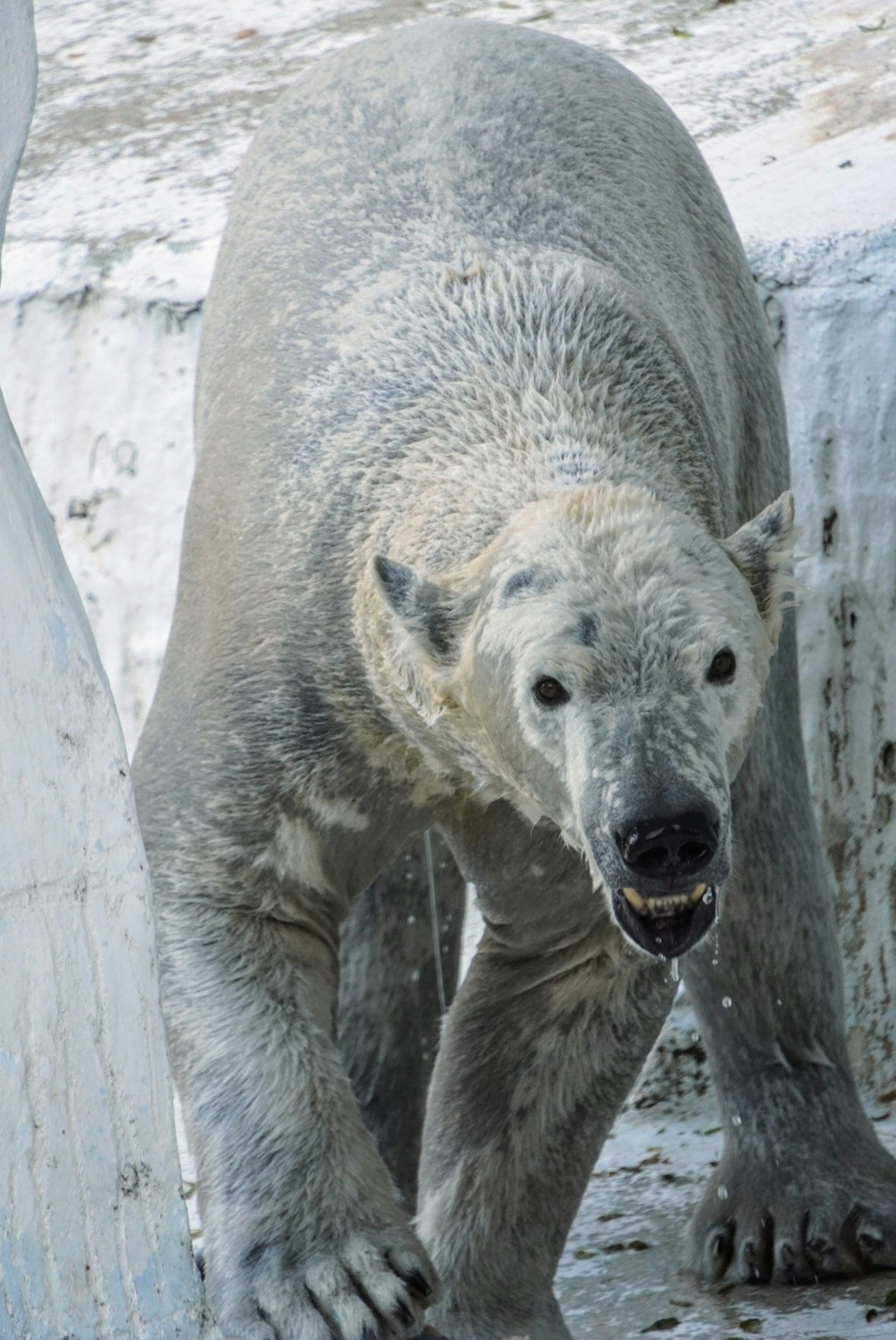 Gros plan d'un ours polaire marchant sur la glace
