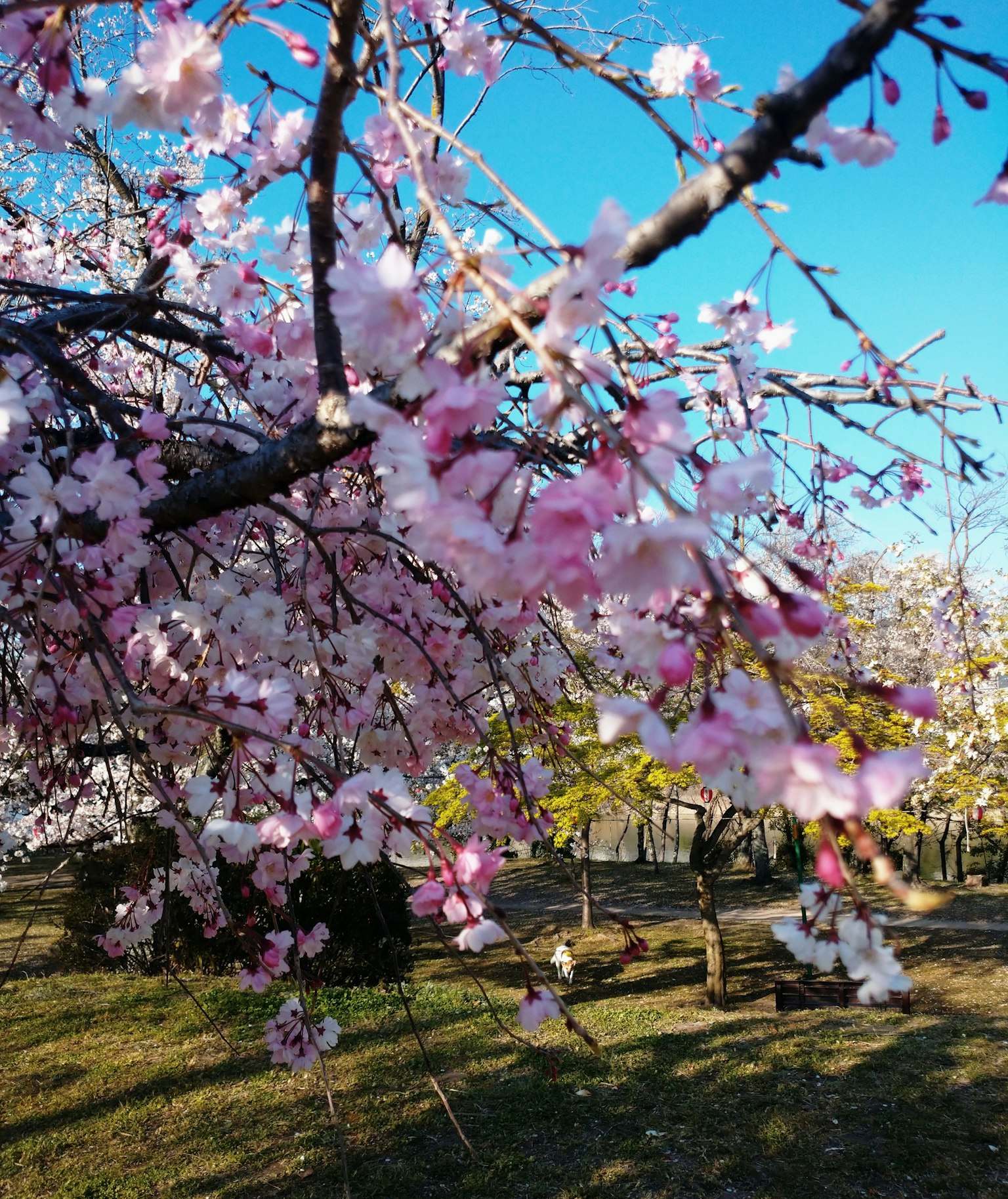 樱花枝条的特写，粉色花朵映衬蓝天