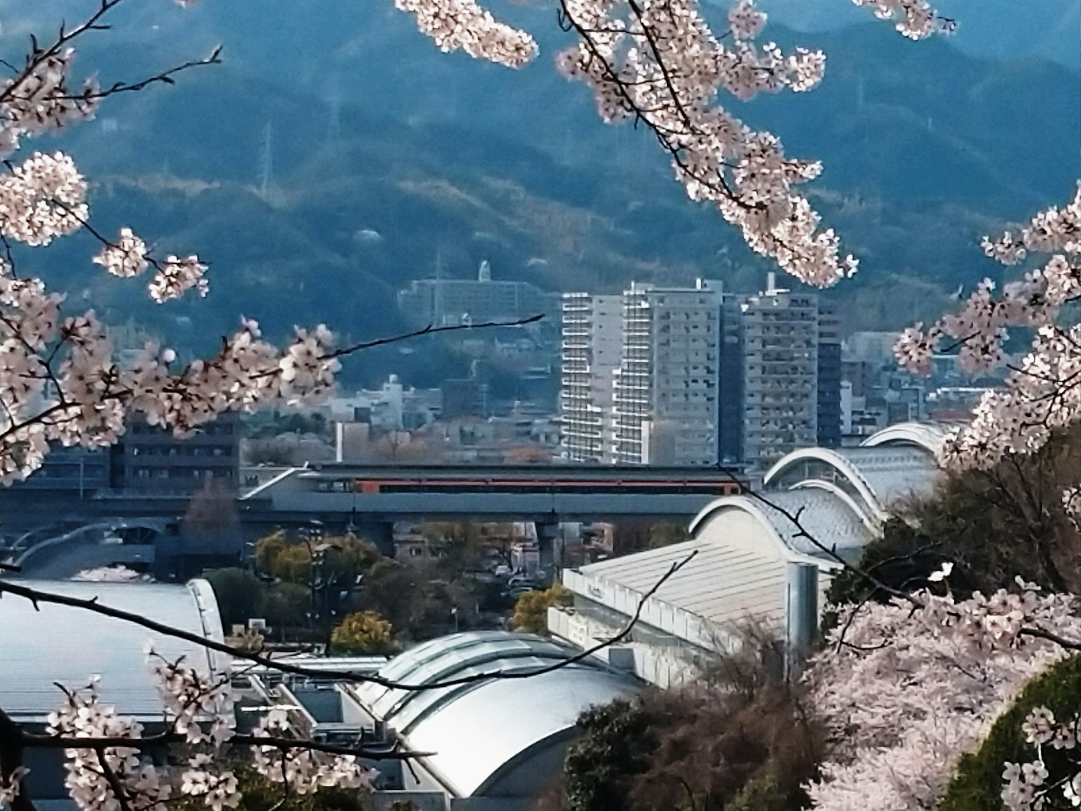 Pemandangan indah dengan bunga sakura dan bangunan modern