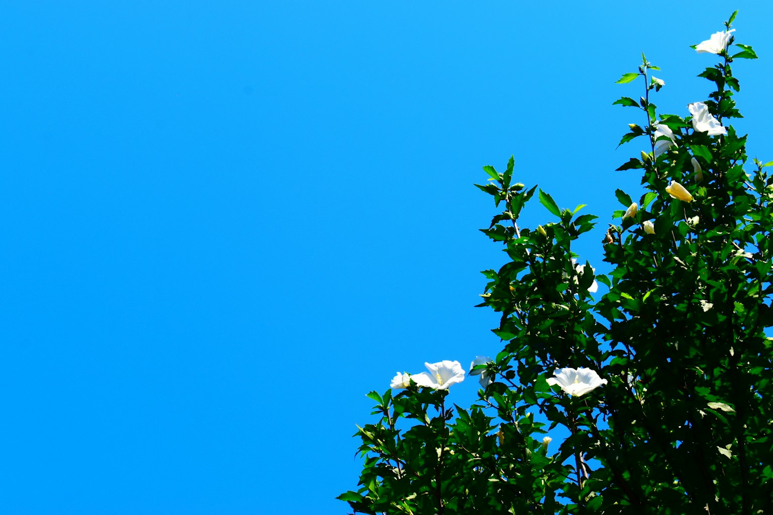 Árbol verde con flores blancas contra un cielo azul claro