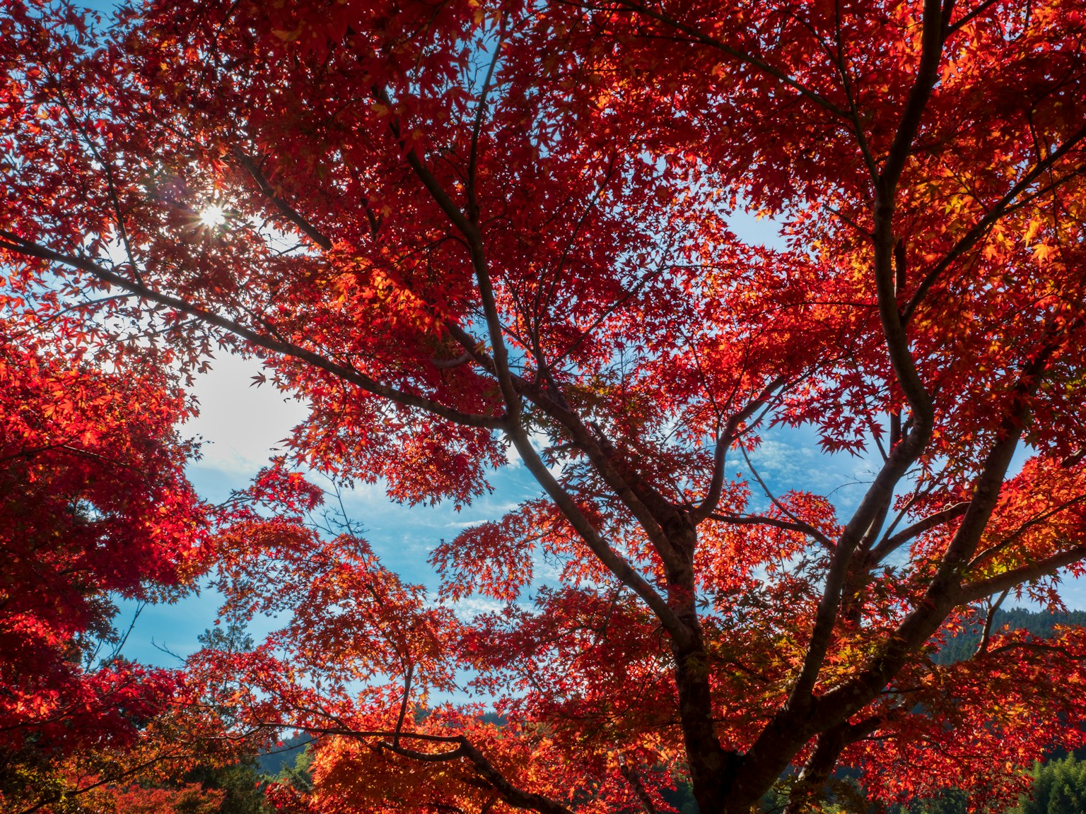 Paysage magnifique d'arbres couverts de feuilles rouges