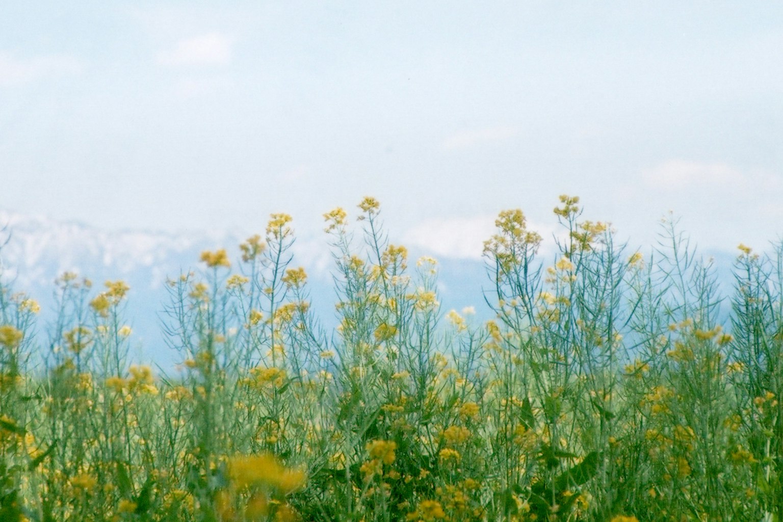 Flores amarillas floreciendo en un campo verde bajo un cielo azul