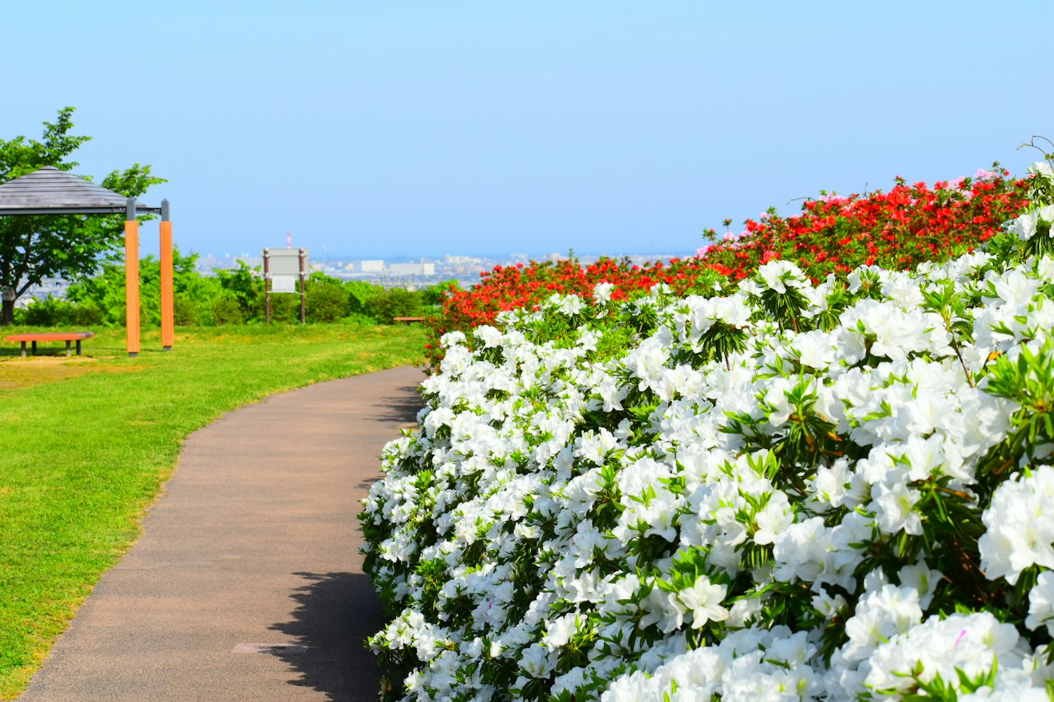 Schöner Blick auf weiße und rote Blumen entlang eines Gehwegs in einem grünen Park
