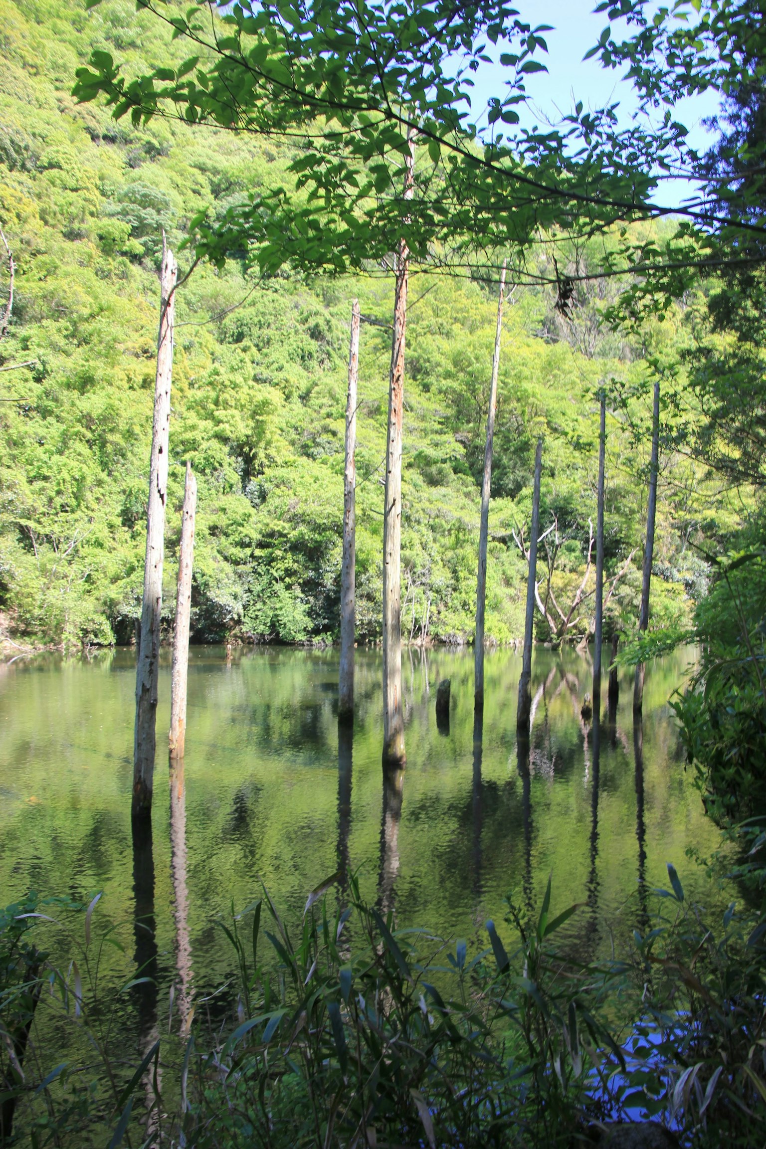 Altos árboles reflejados en una superficie de agua tranquila rodeada de exuberante vegetación