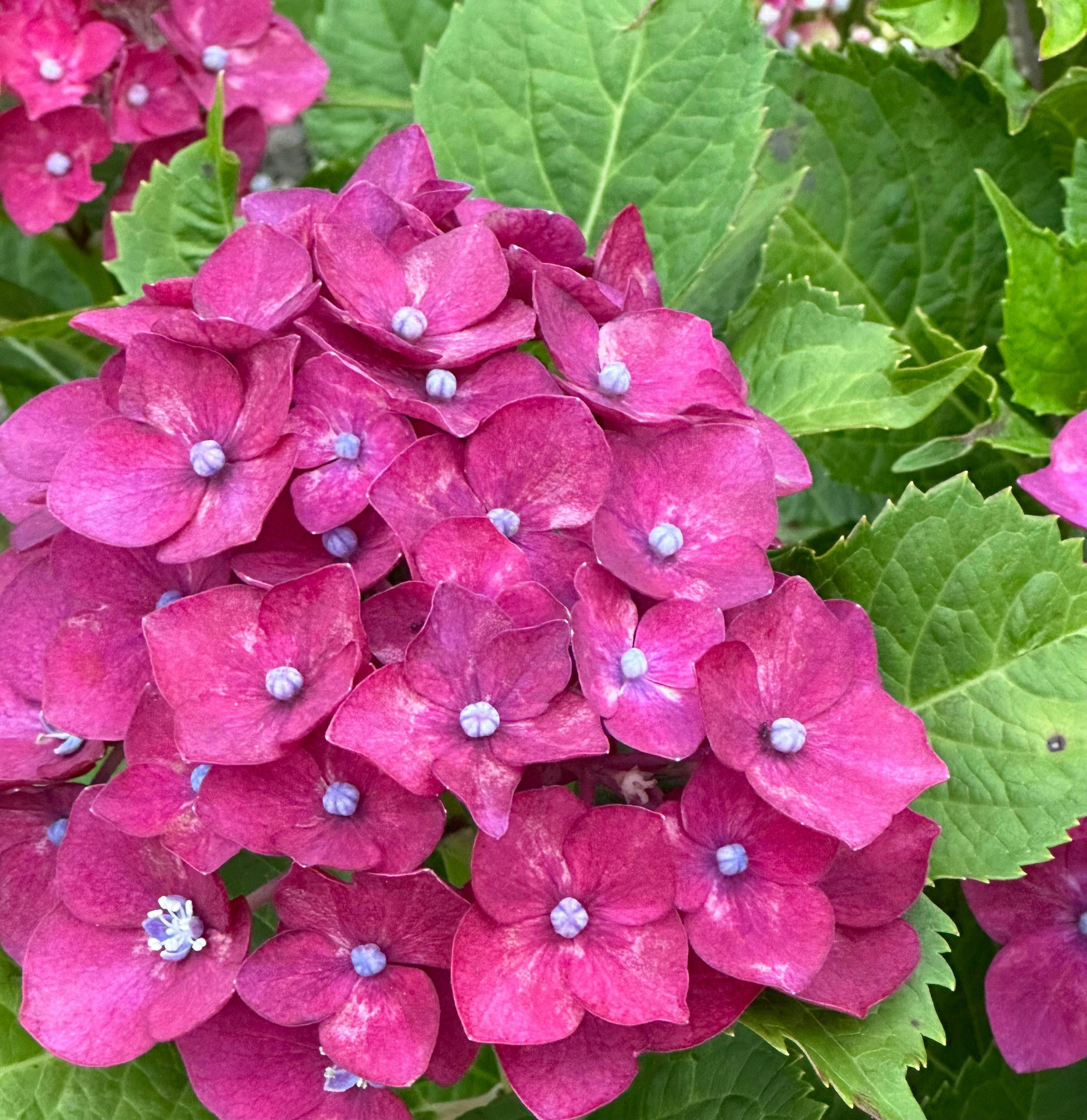 ピンクのアジサイの花と緑の葉のクローズアップ