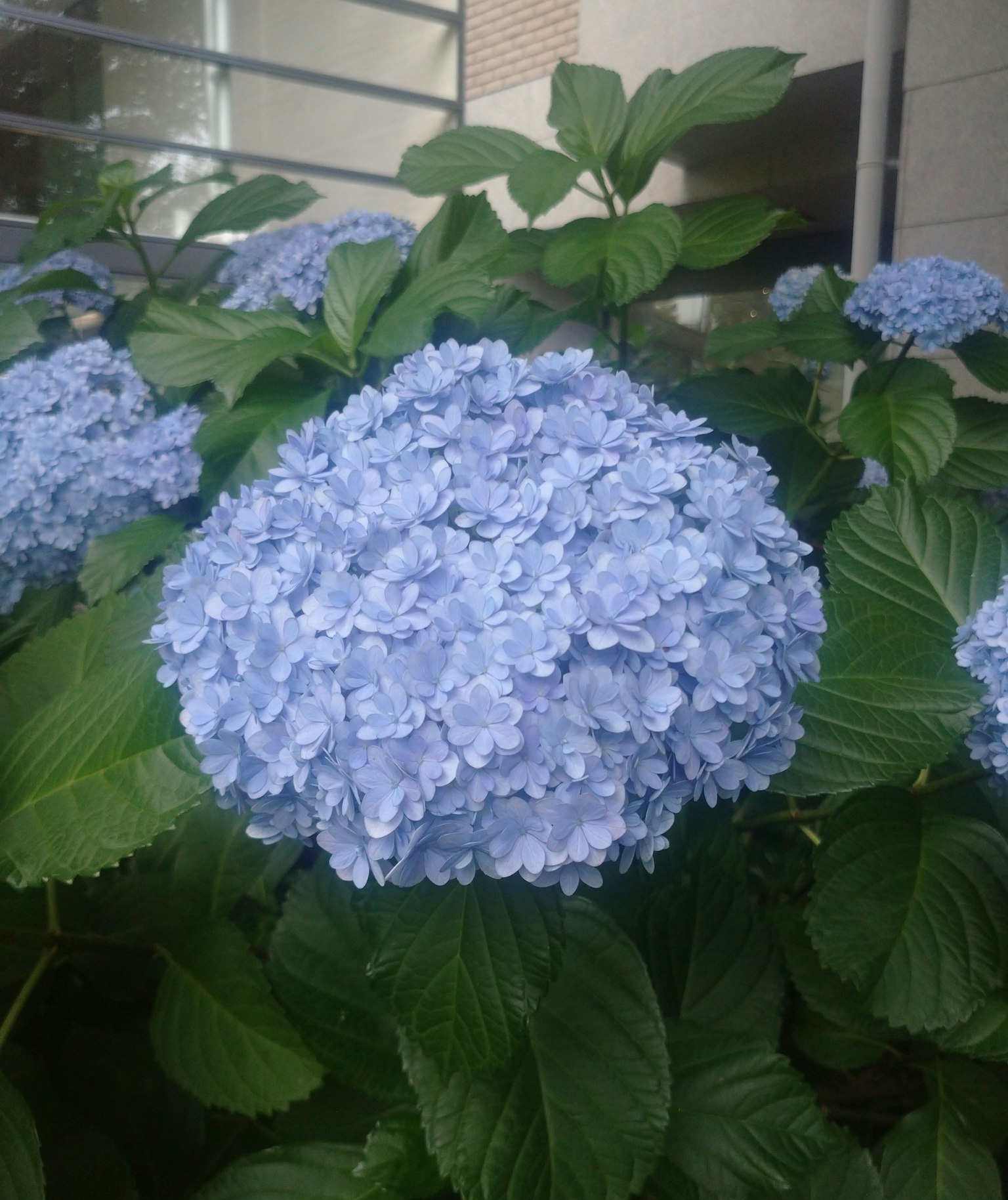 Eine große blaue Hortensie blüht zwischen grünen Blättern