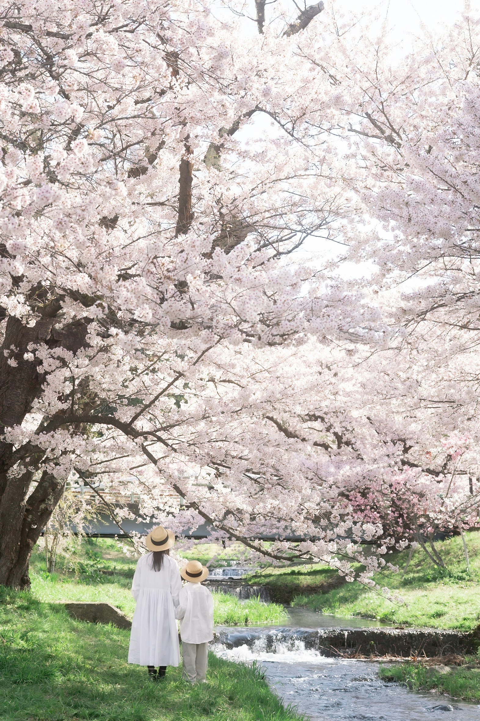 観音寺川の桜並木で川沿いに立つ子どもたち