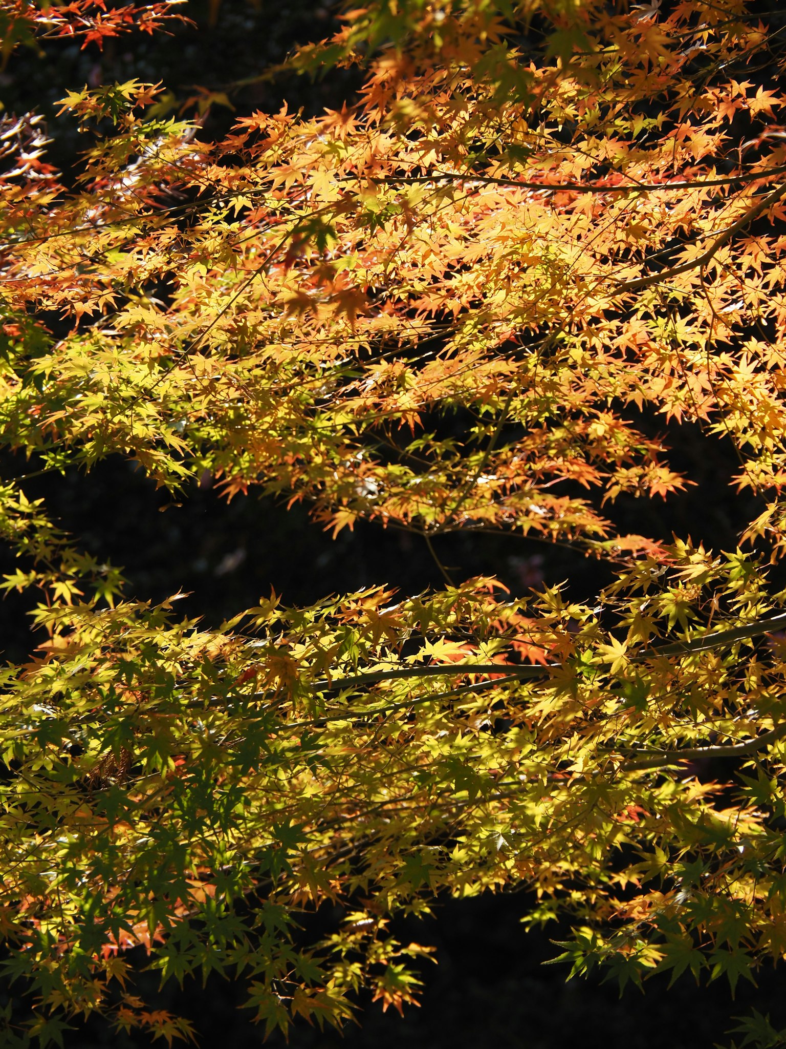 Vibrant yellow and orange leaves on tree branches