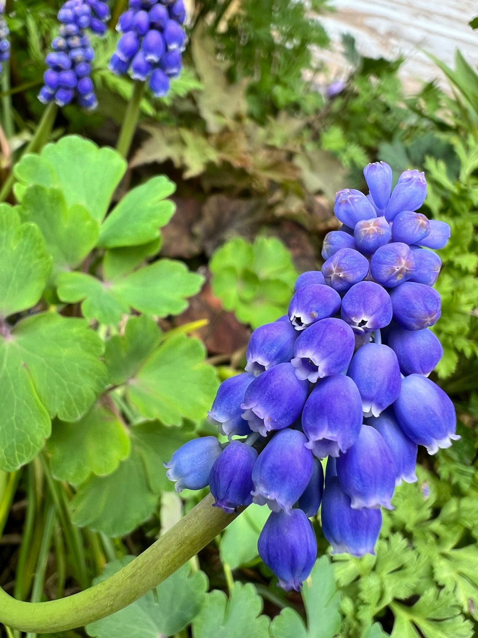 一簇藍色的風信子花在綠色葉子之間