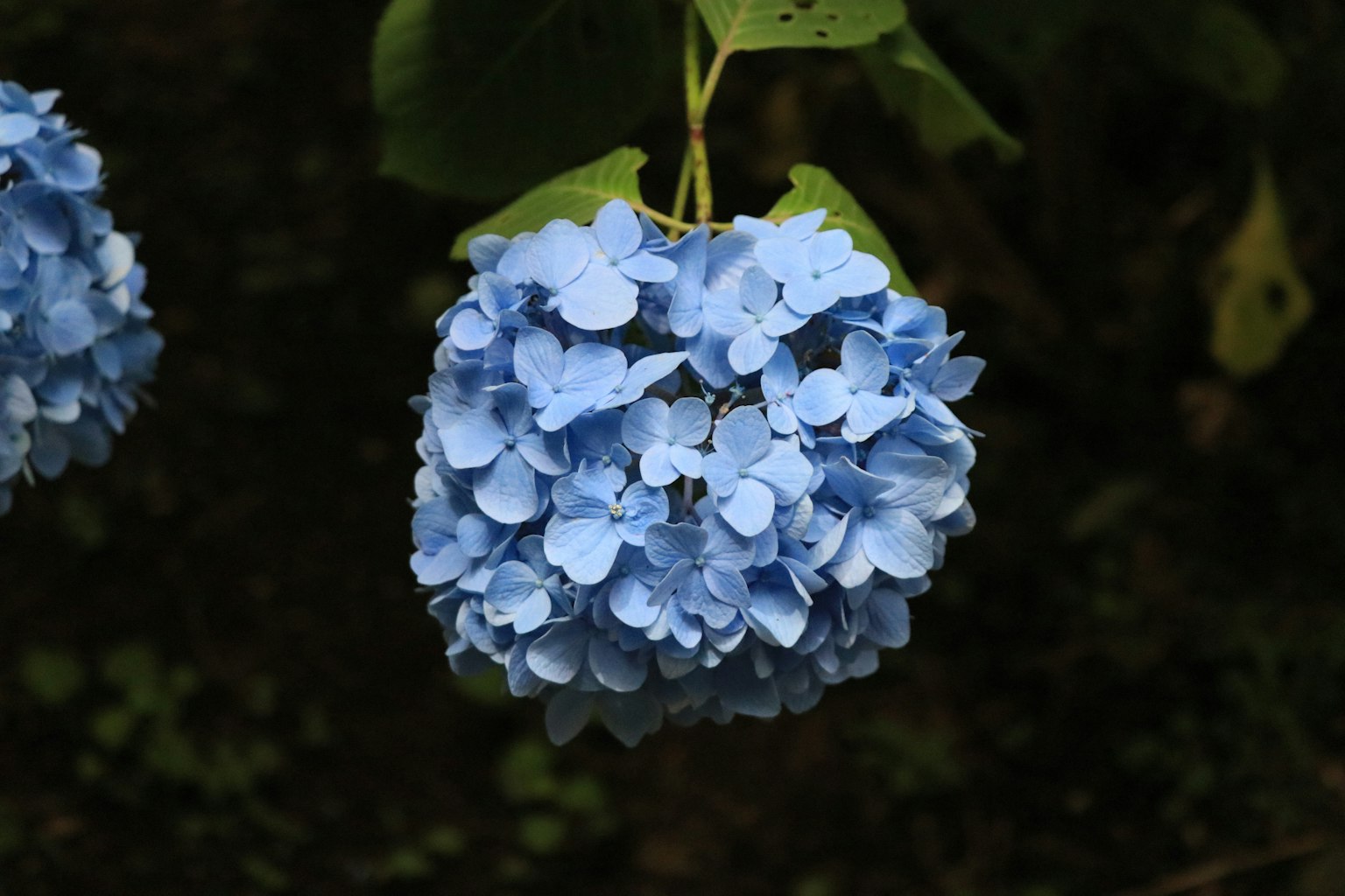 Sekelompok bunga hydrangea biru menggantung di antara daun