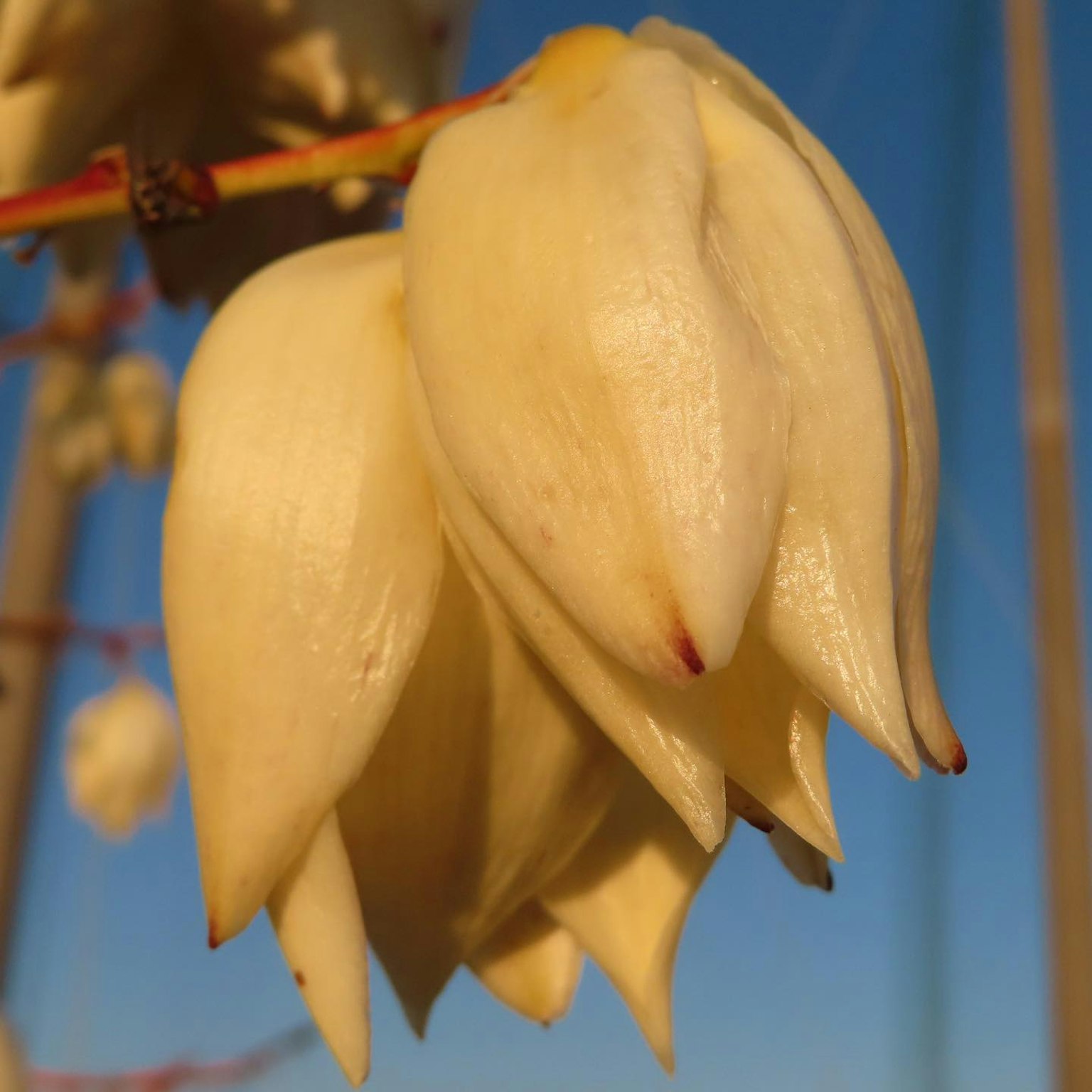 Primo piano di una pianta con petali bianchi