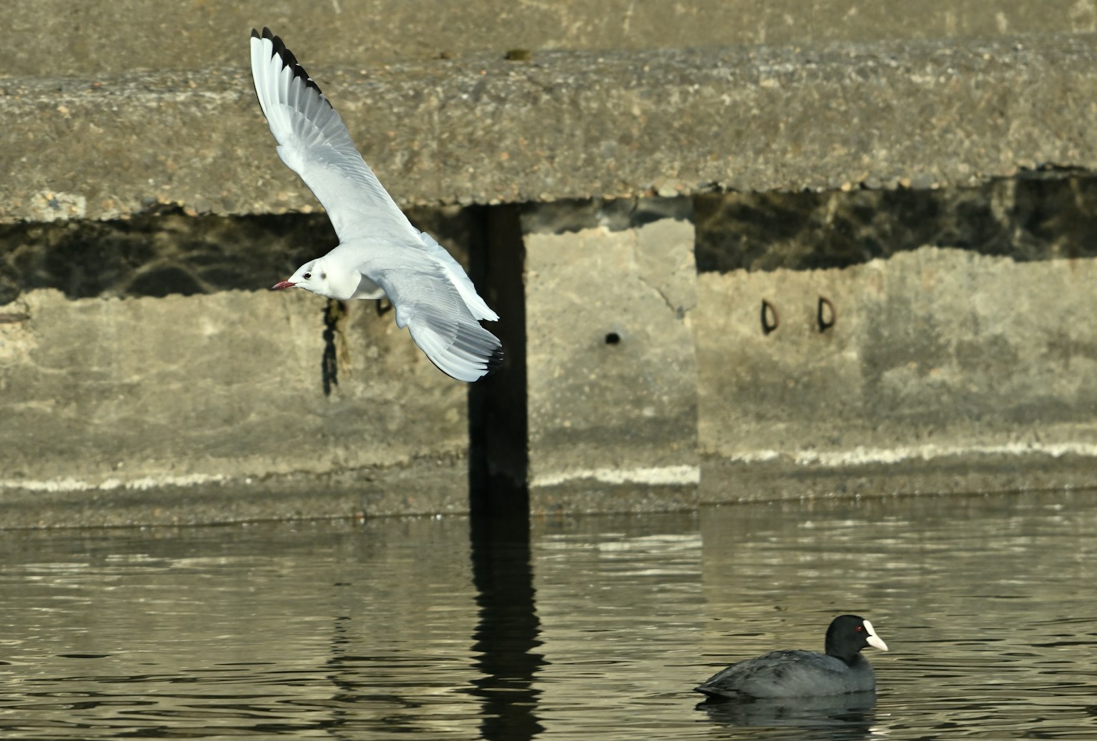 Un oiseau blanc volant au-dessus de l'eau avec un oiseau noir nageant à proximité