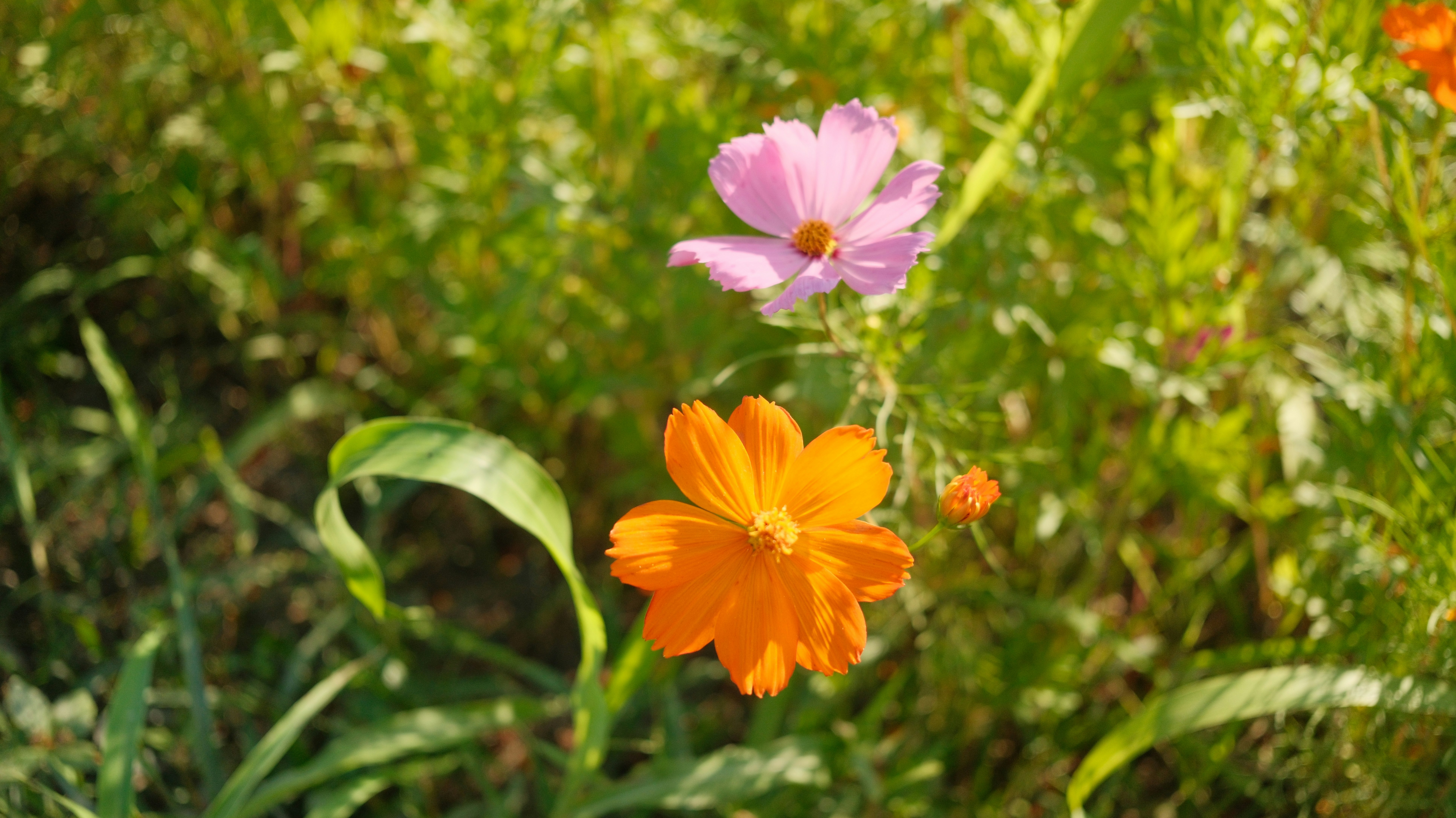 芝生の上で咲くオレンジとピンクのコスモス