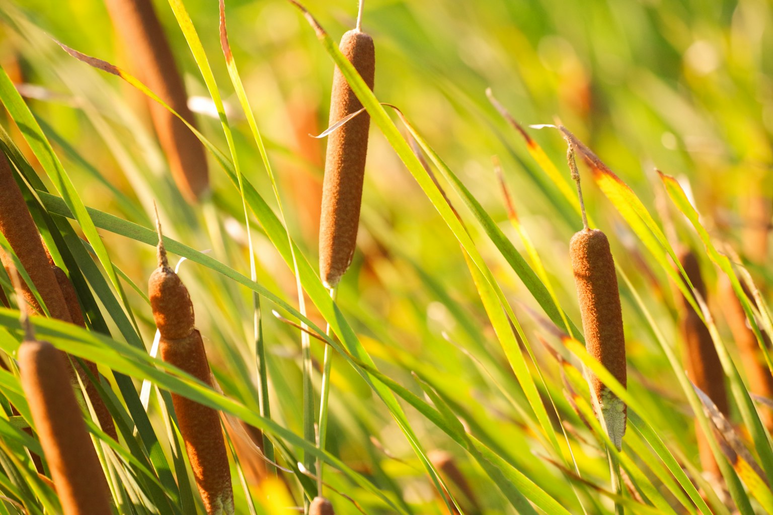 Espigas de totora entre la hierba verde exuberante