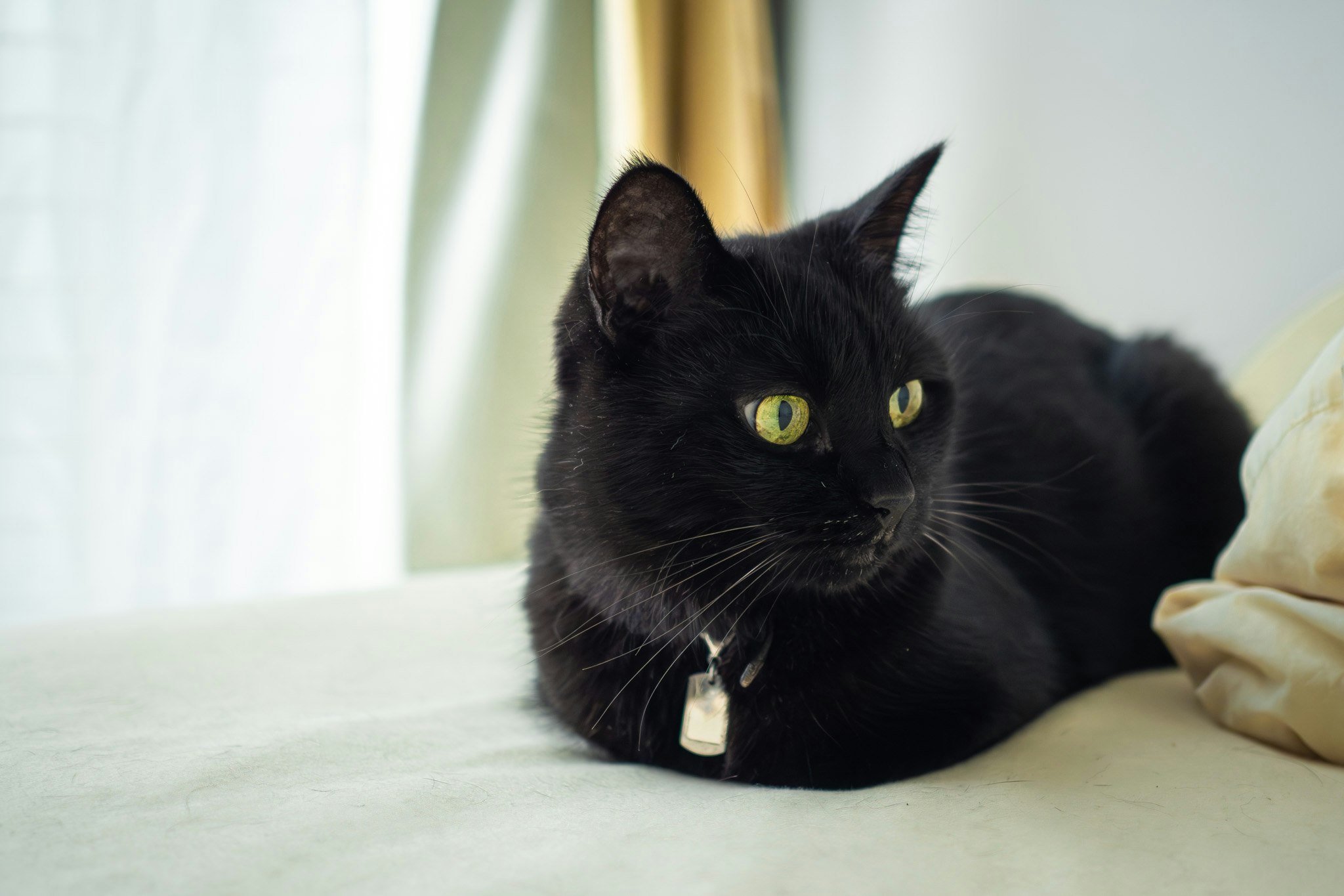 ソファでくつろぐ黒猫の瞳