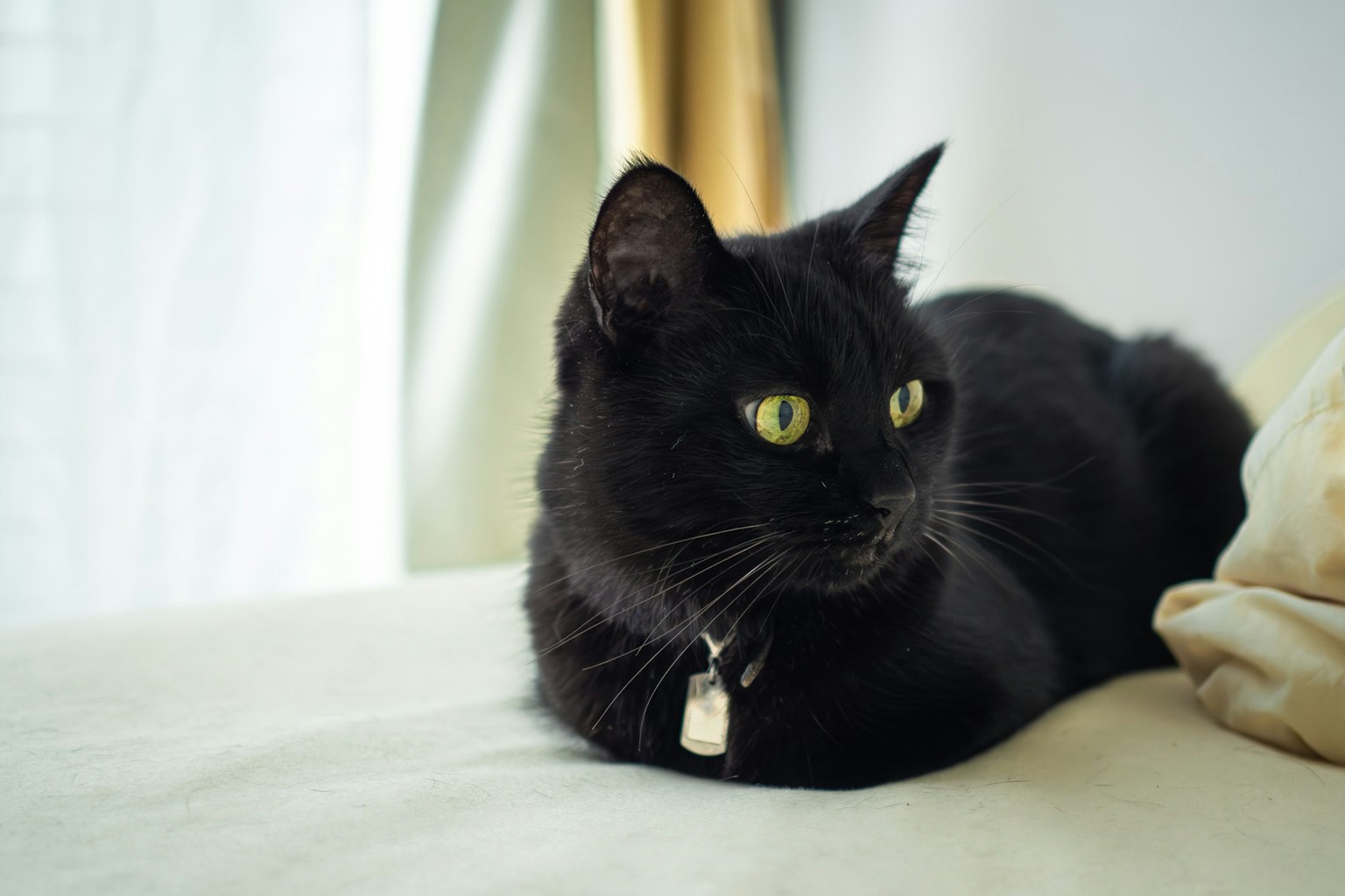 Gatto nero sdraiato su un divano con occhi verdi